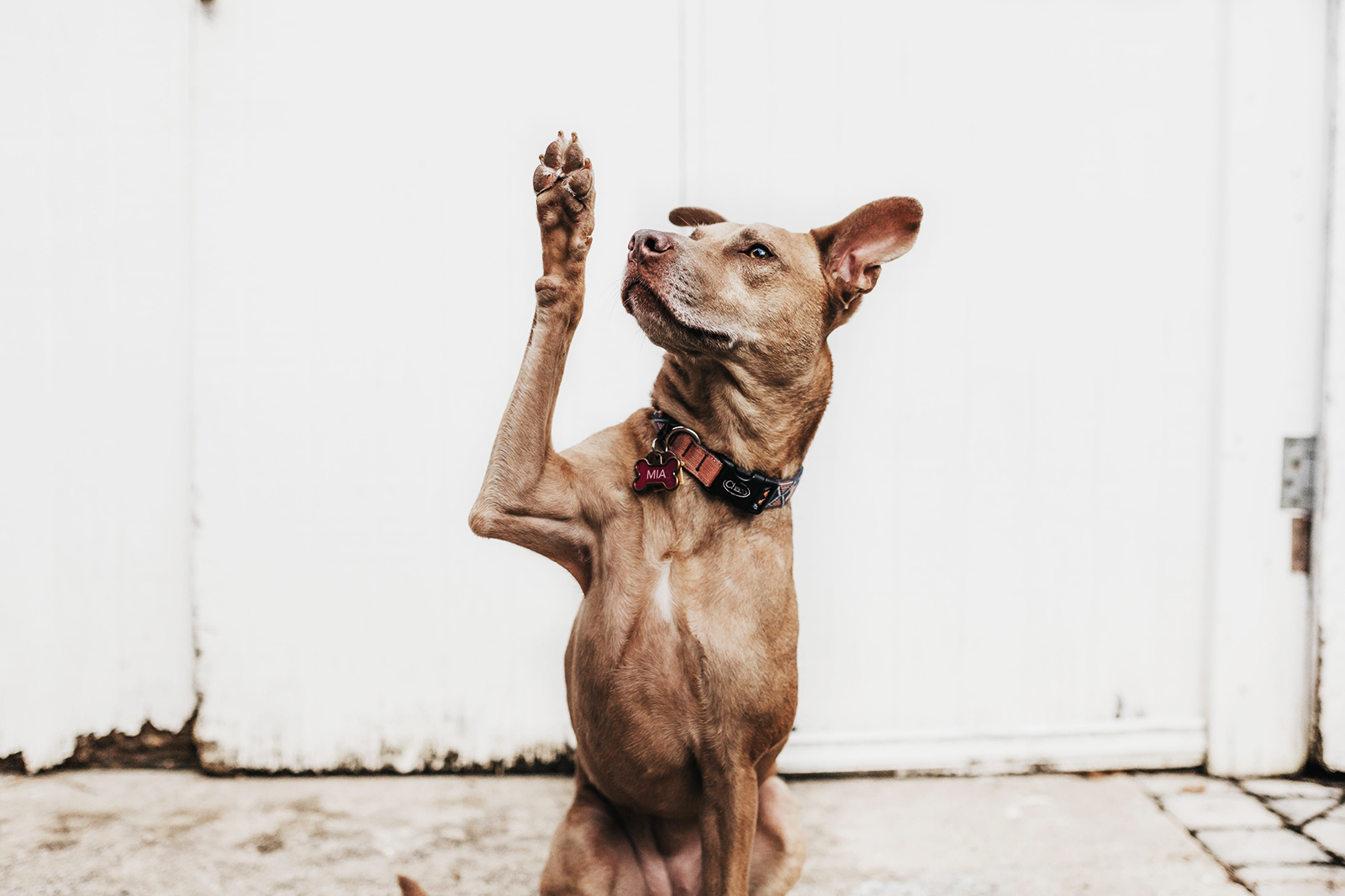 http://focl.com/cdn/shop/articles/Benefits-of-CBD-for-Hyper-Dogs.png?v=1662407750