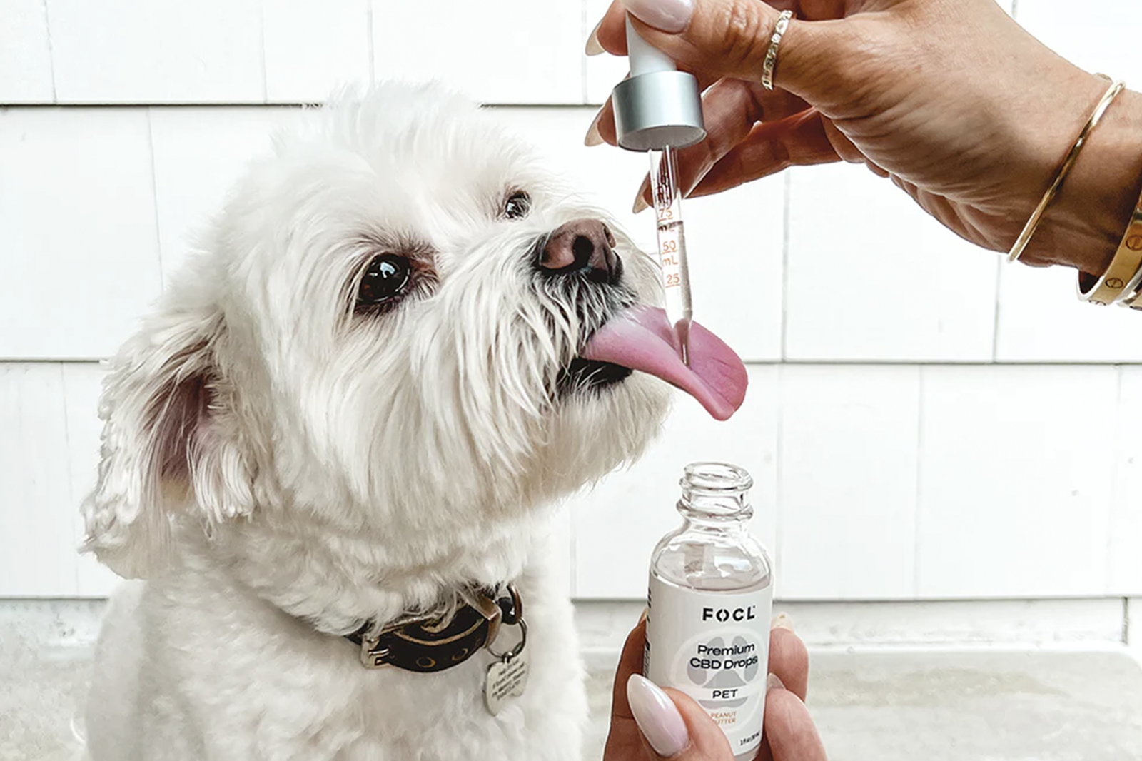 Best CBD For Puppy Anxiety – FOCL