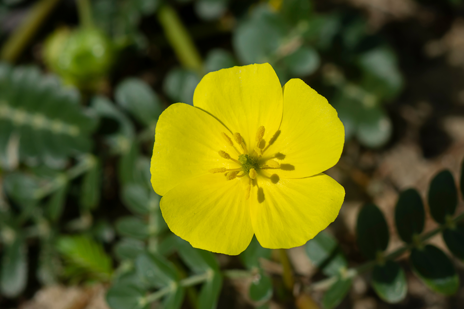 Is Tribulus Terrestris Safe? FOCL Wellness Ingredients Blog