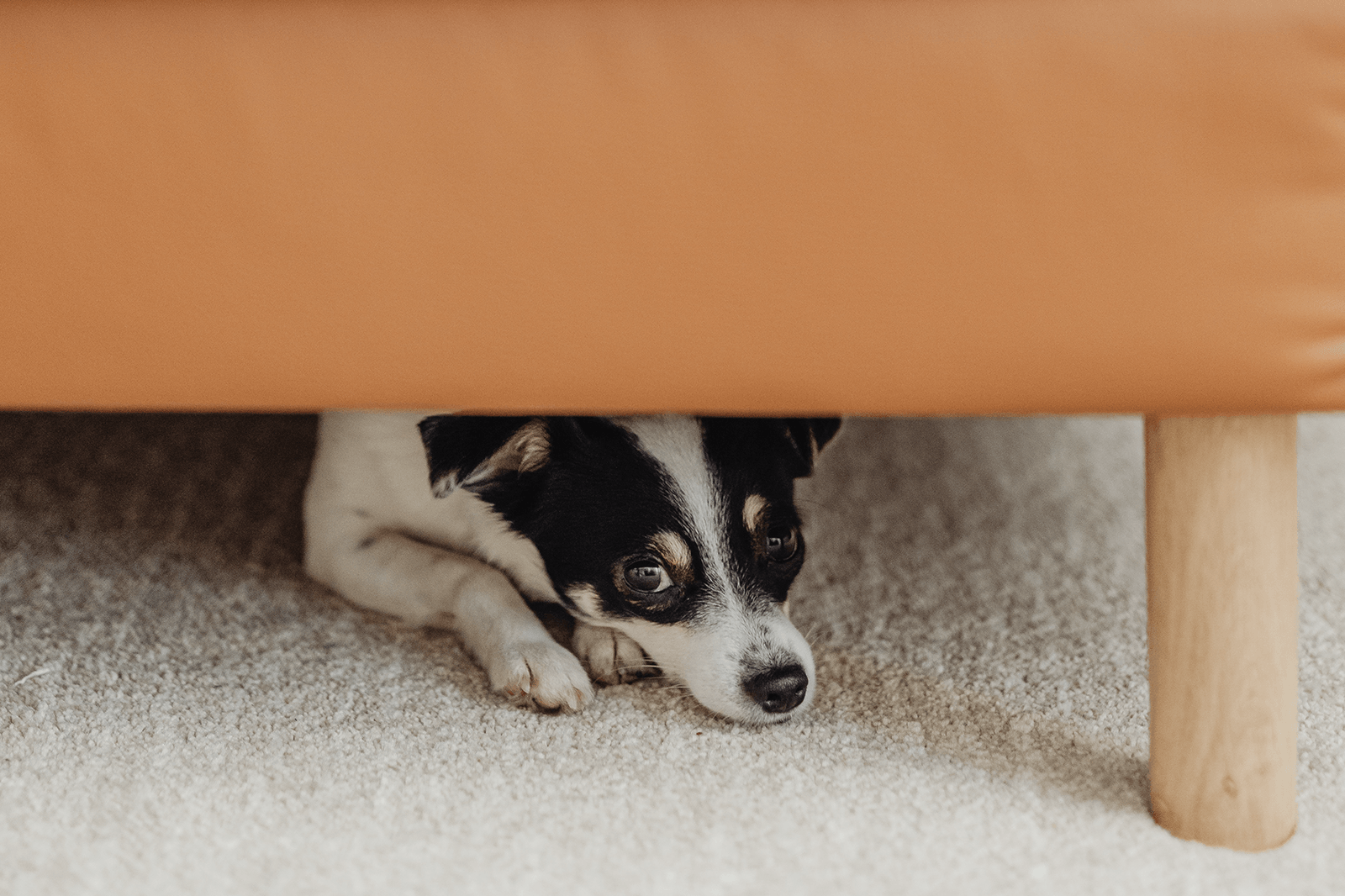 Anxious dogs can improve their memory by chewing on toys, study suggests