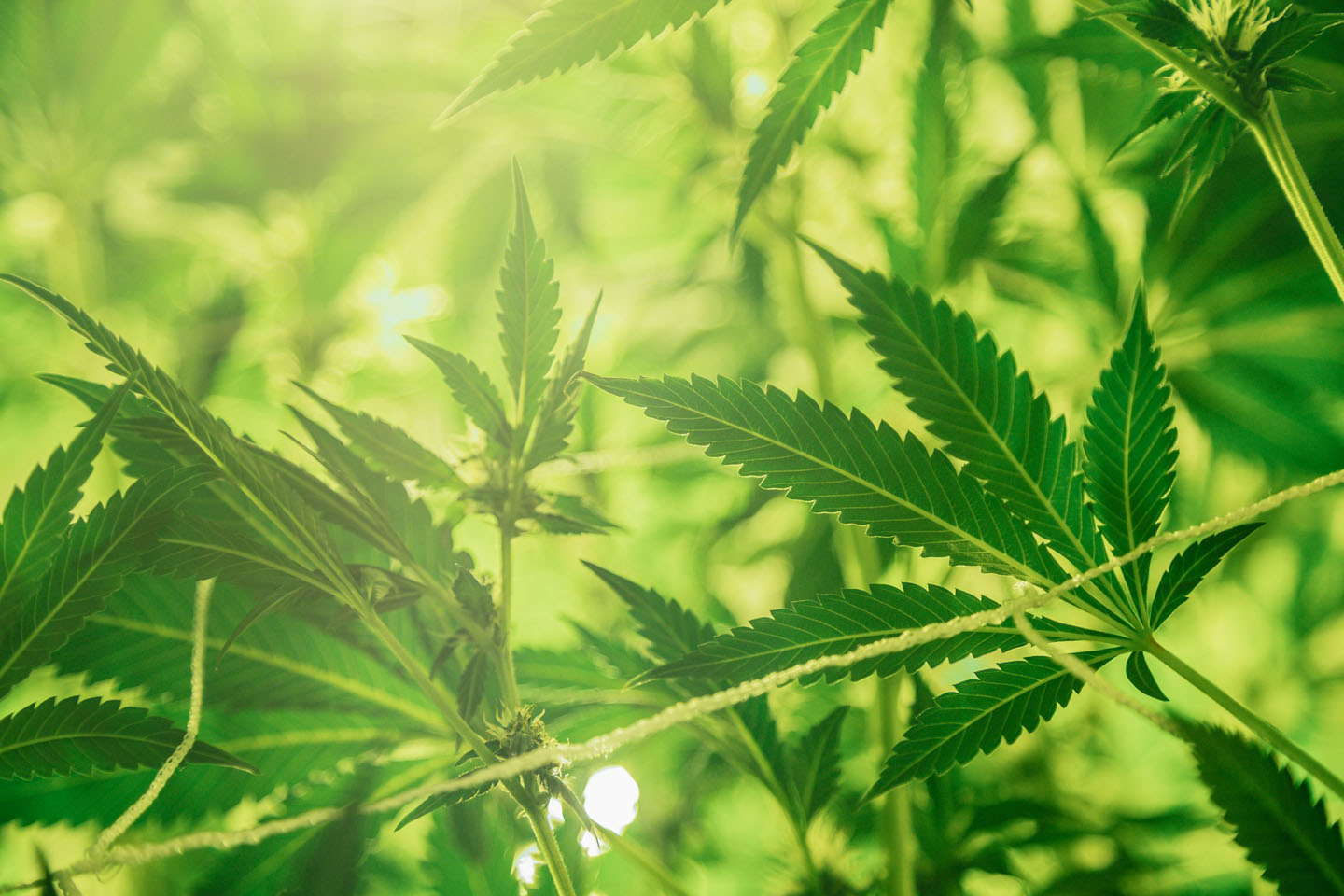CBD Full Spectrum