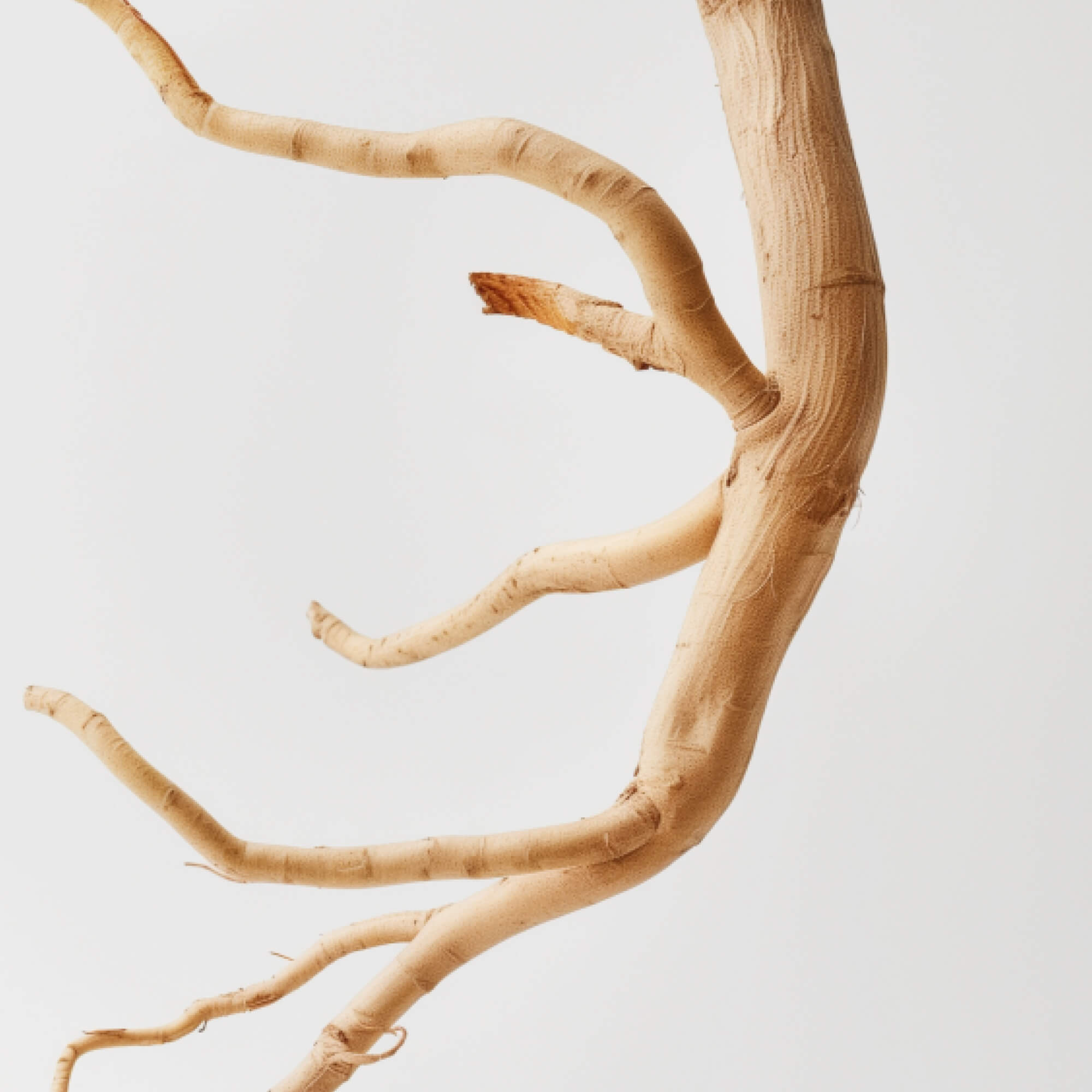 FOCL Ashwagandha supplement bottle beside natural wood twigs, promoting calm and stress relief.