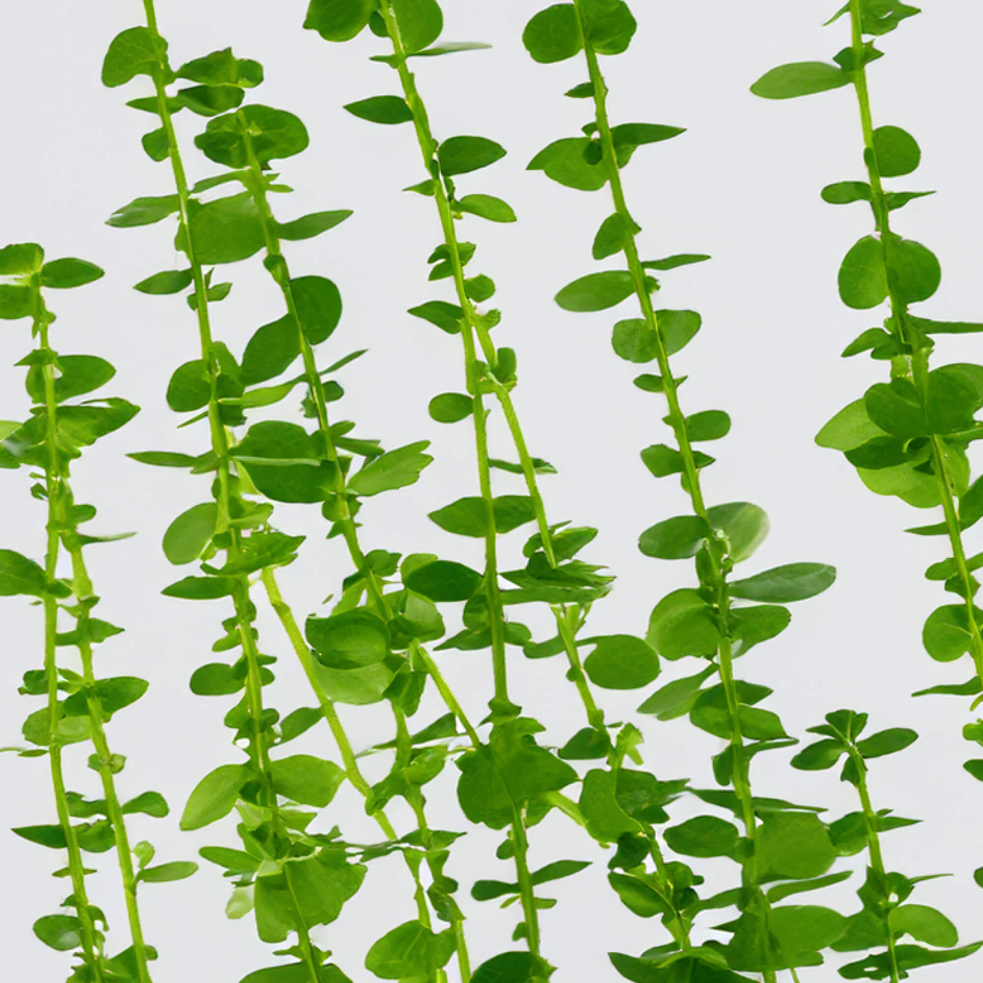 FOCL Bacopa supplement bottle - natural, science-backed solution for improved focus and clarity.