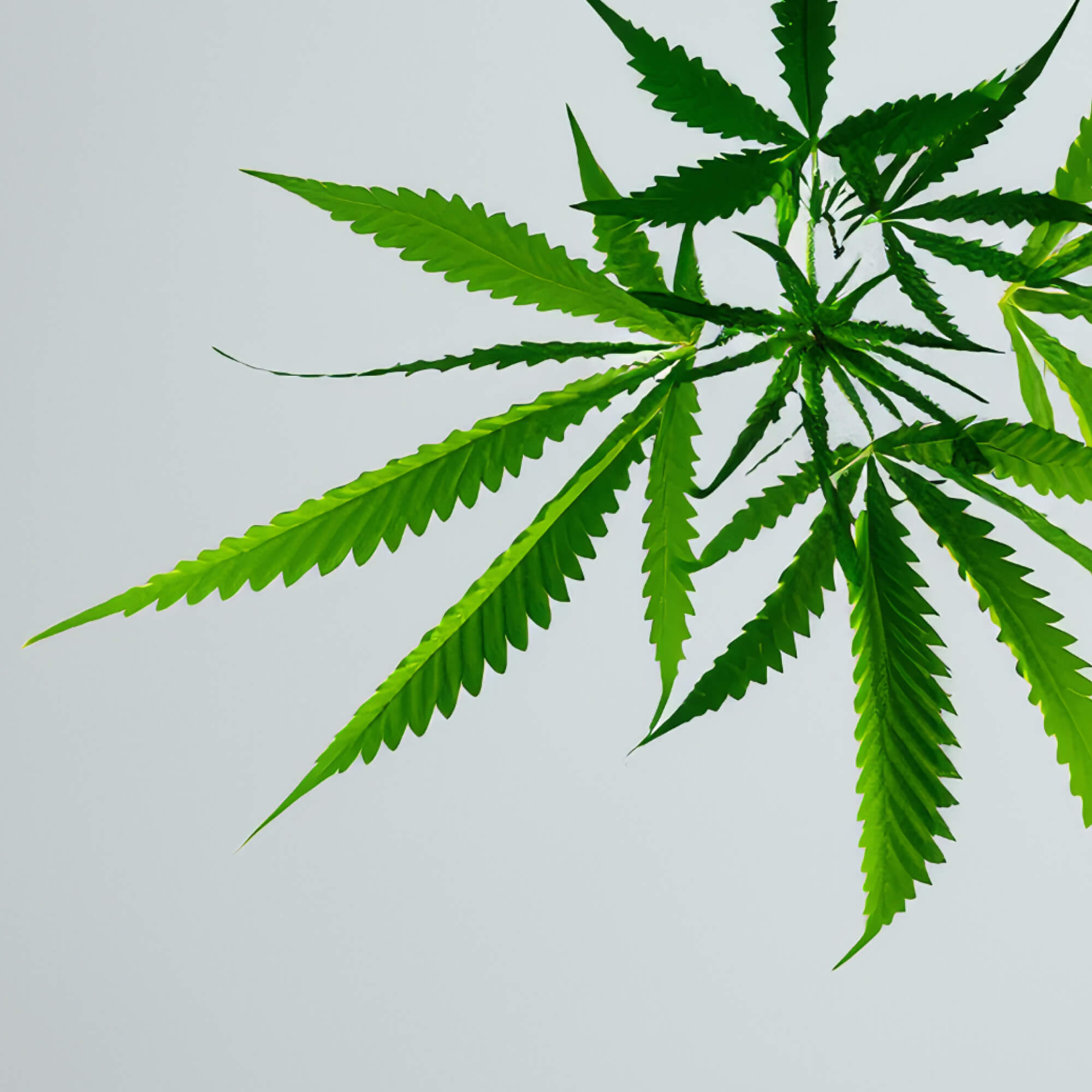 FOCL Broad Spectrum CBD oil derived from hemp for calmness and balance.