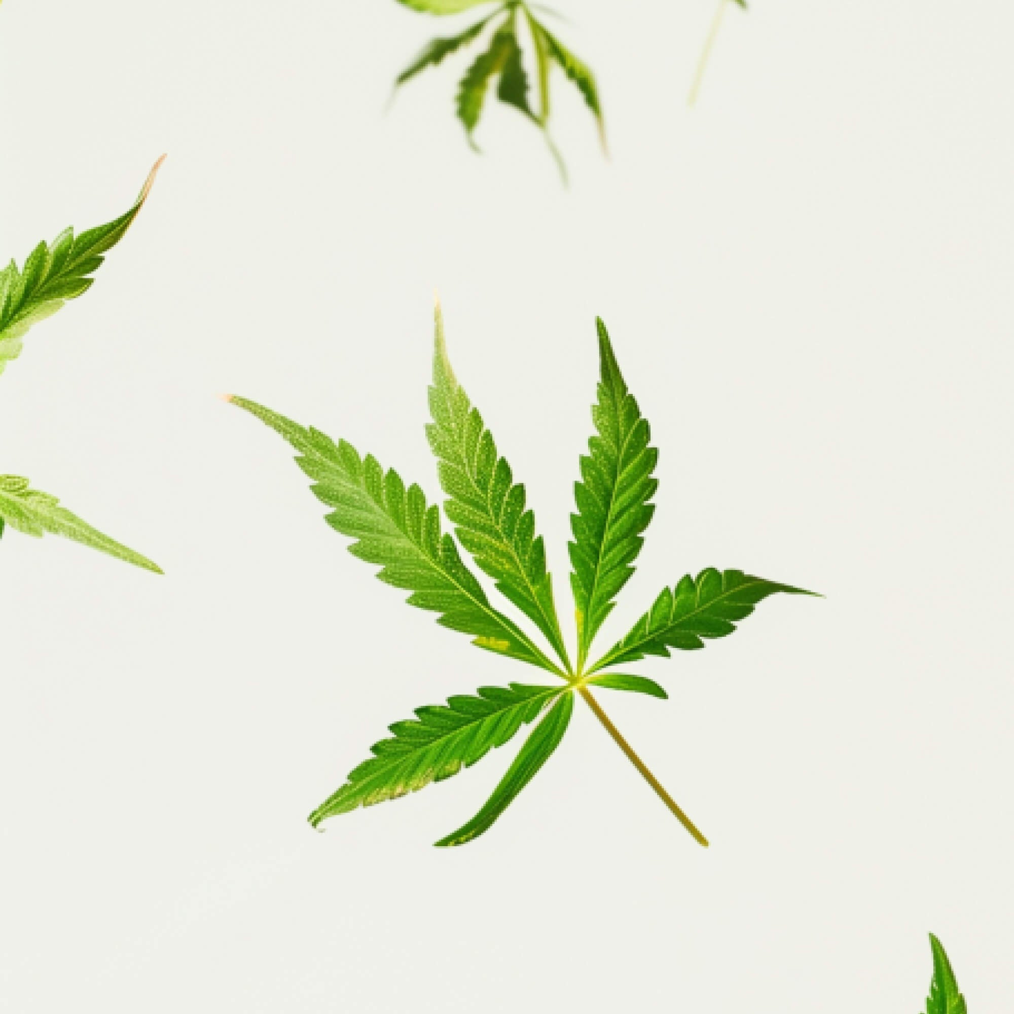 FOCL CBG Cannabigerol supplement with hemp extract for focus and calm.