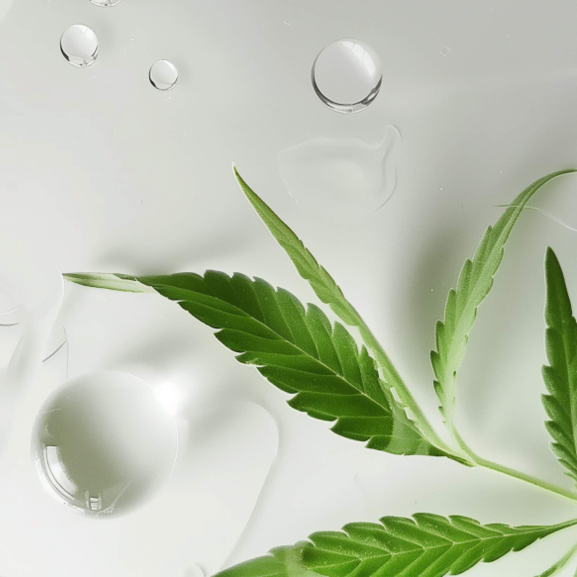 FOCL CBN Cannabinol - Hemp-based liquid supplement - Promotes restful sleep and calm.