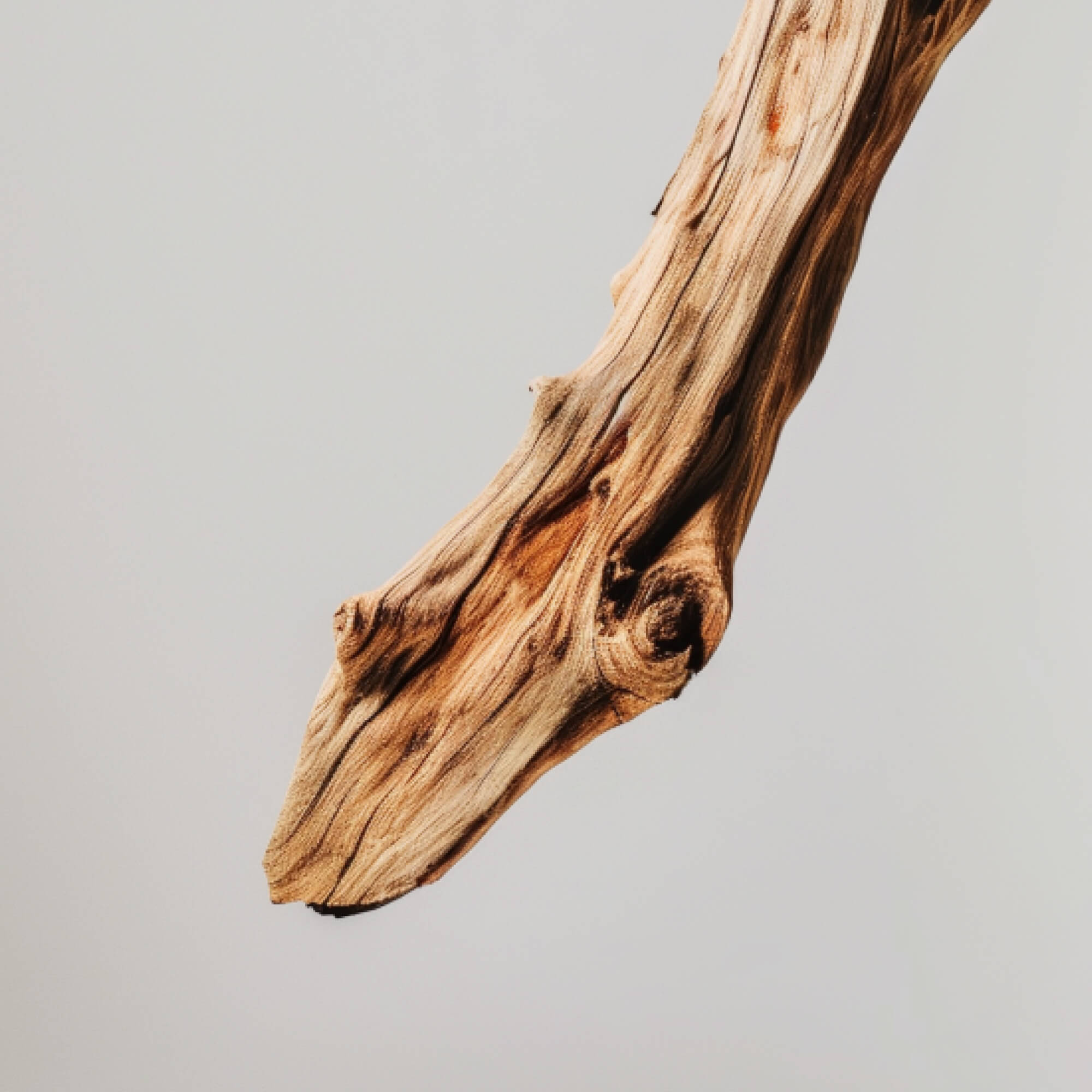 FOCL Camphor Bark - Raw, Natural Ingredient for Holistic Wellness and Pain Relief.