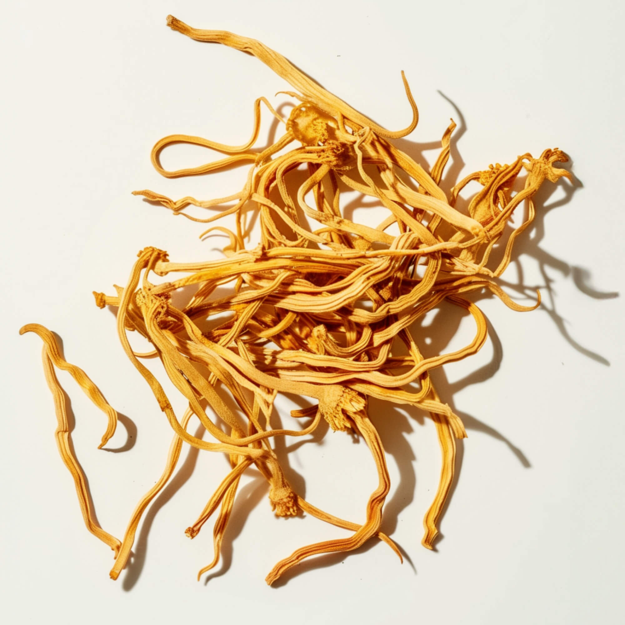 FOCL Cordyceps supplement bottle on a yellow background - promotes energy and focus.