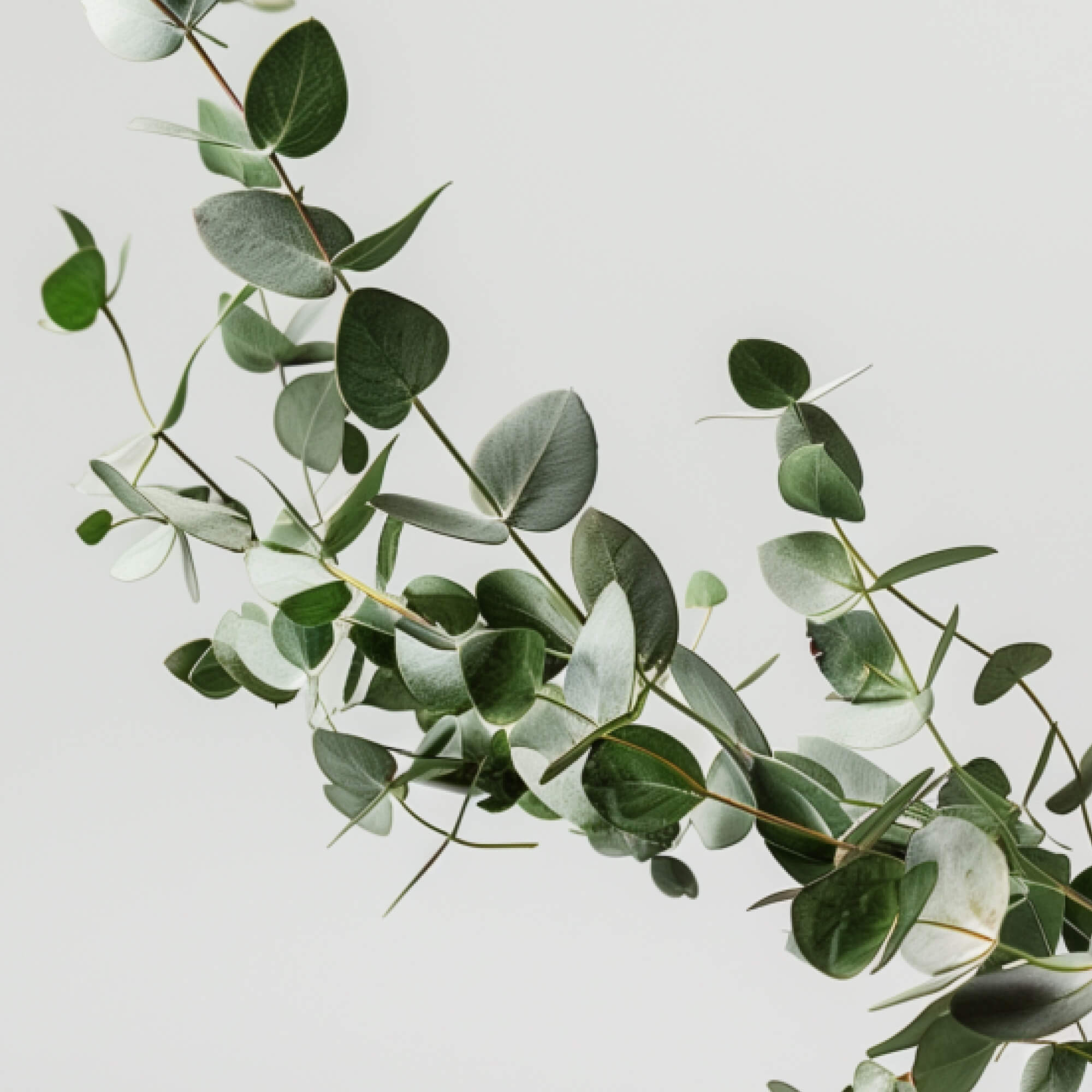 FOCL Eucalyptus twig - key ingredient in our plant-based wellness products for calm and focus.