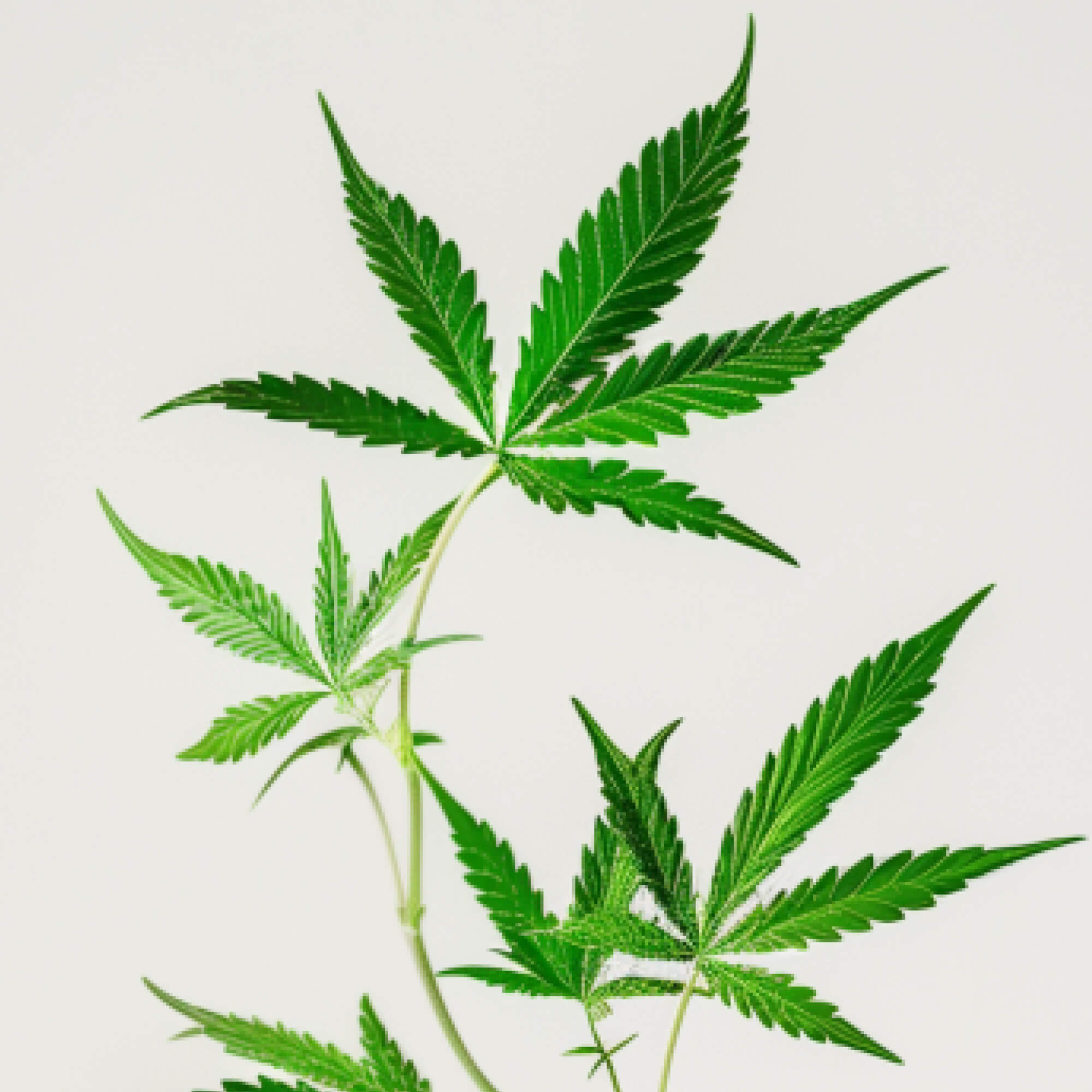 FOCL Full Spectrum CBD - Hemp and Herbal Ingredients - Promotes Calm and Relief.