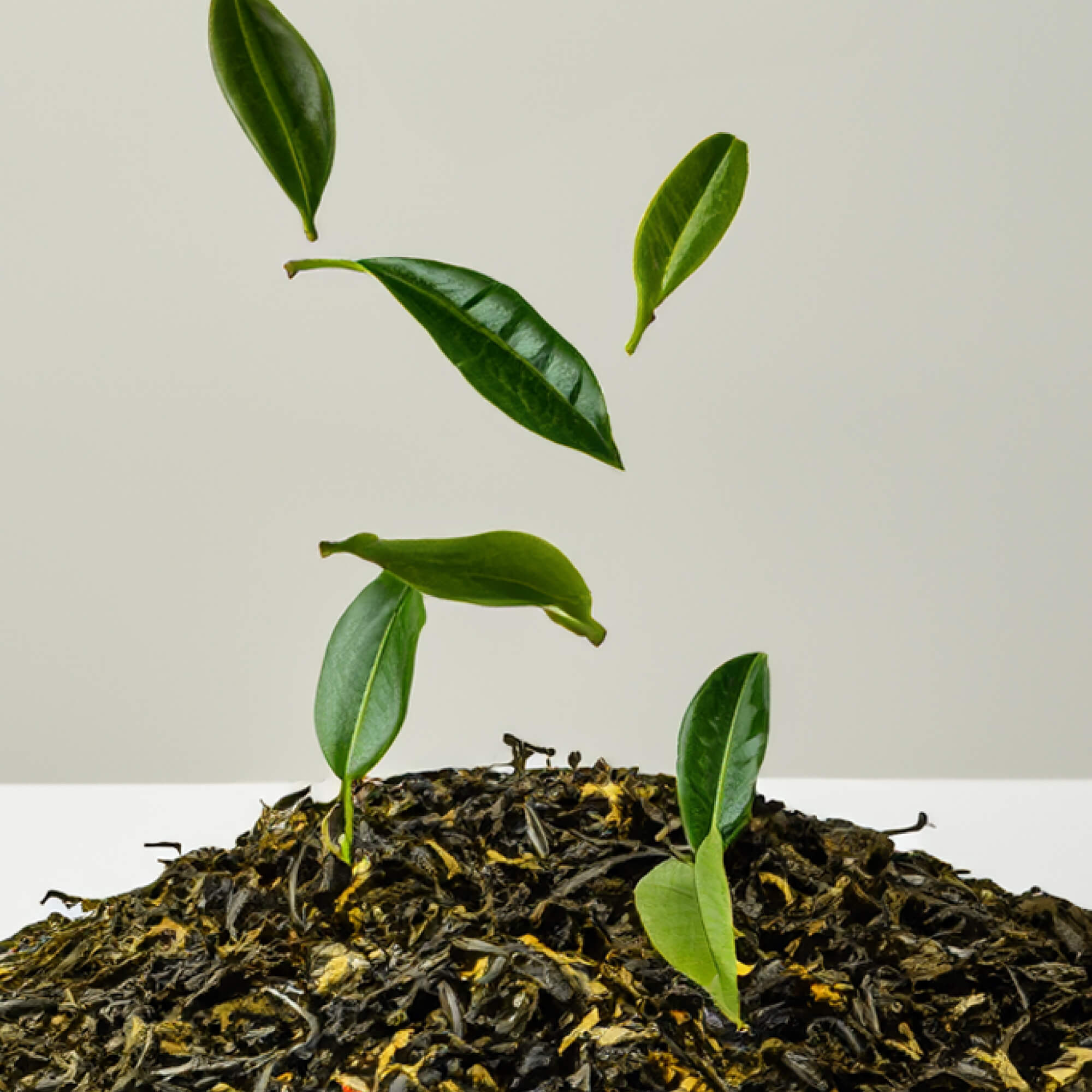 FOCL L-Theanine supplement - a potent herb for promoting calm and focus.