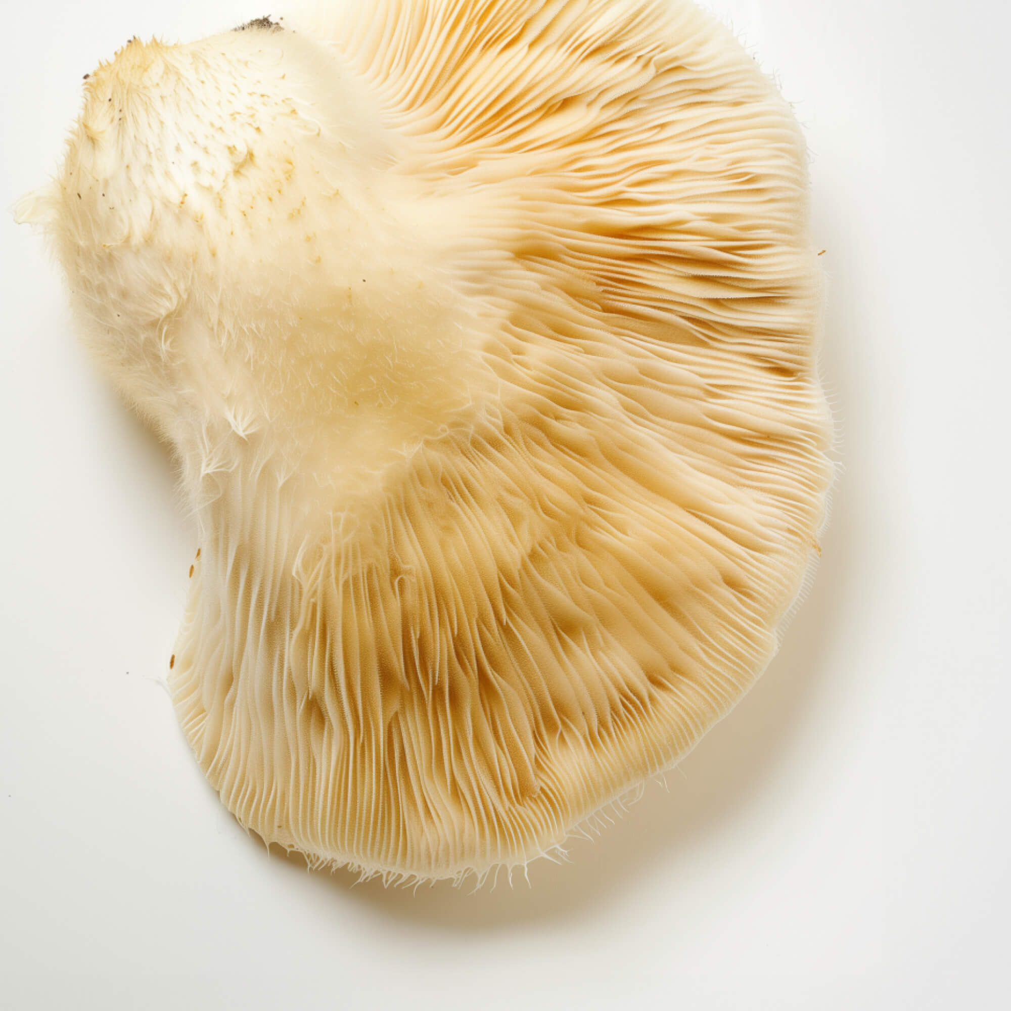 FOCL Lions Mane Mushroom - Premium wellness supplement ingredient for focus and clarity.