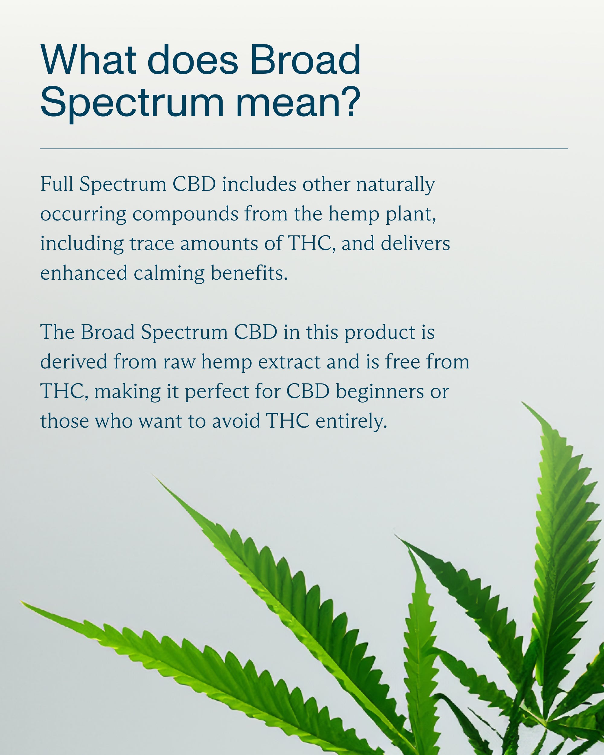 FOCL Daily Calm Drops with hemp extracts for promoting relaxation and stress relief.