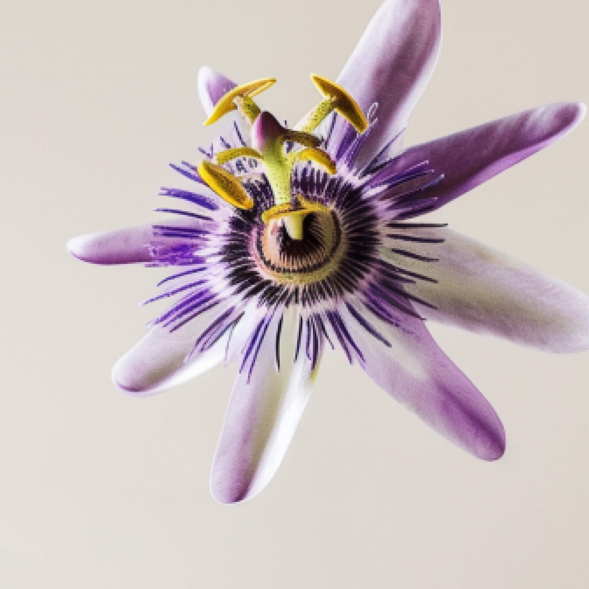FOCL PassionFlower - Purple passionflower ingredient in FOCL supplements - Promotes calm and relaxation.