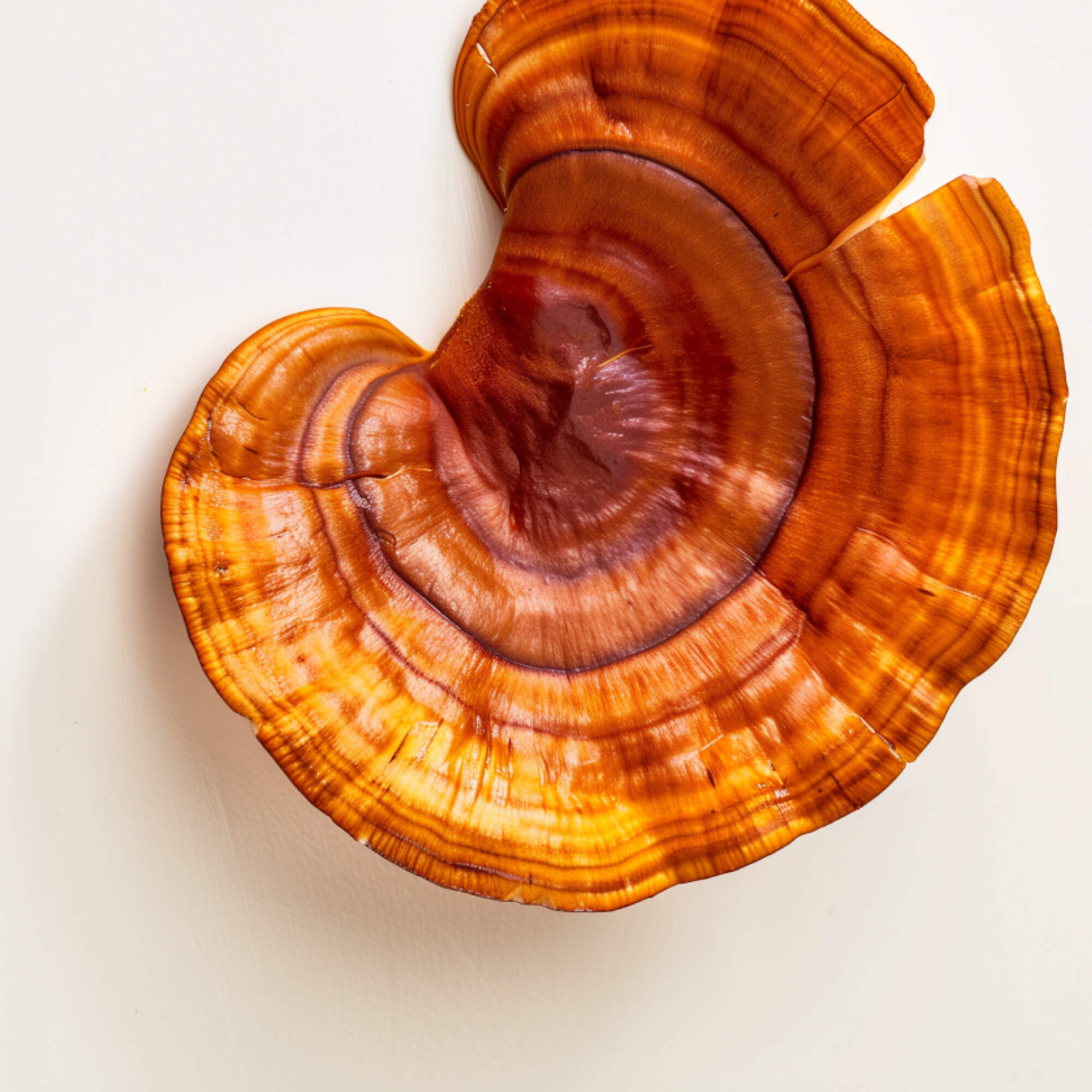 FOCL Reishi - Lingzhi mushroom in vibrant hues - Promotes calm and balance.