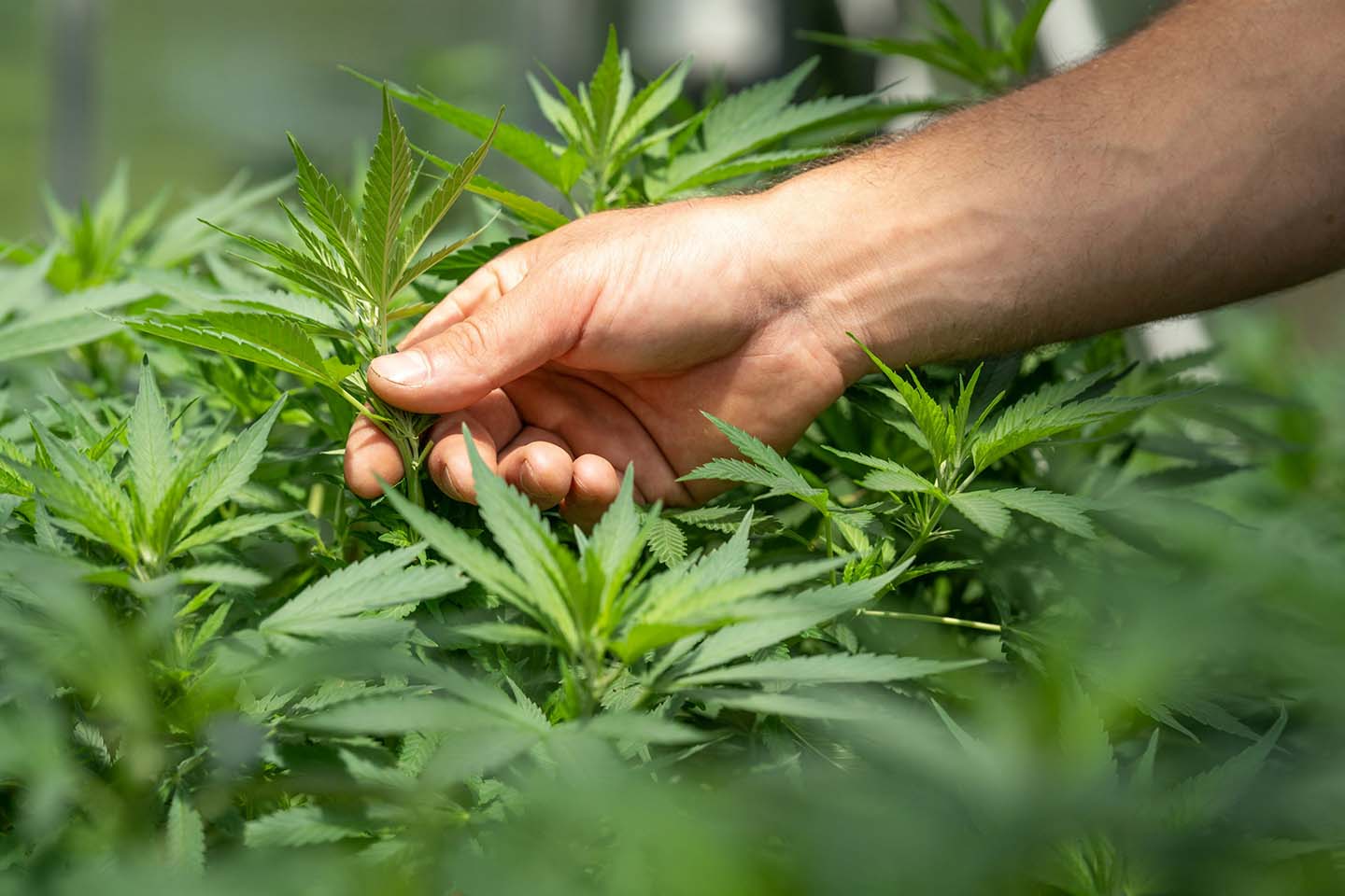 a hand holding hemp plant in sunlight