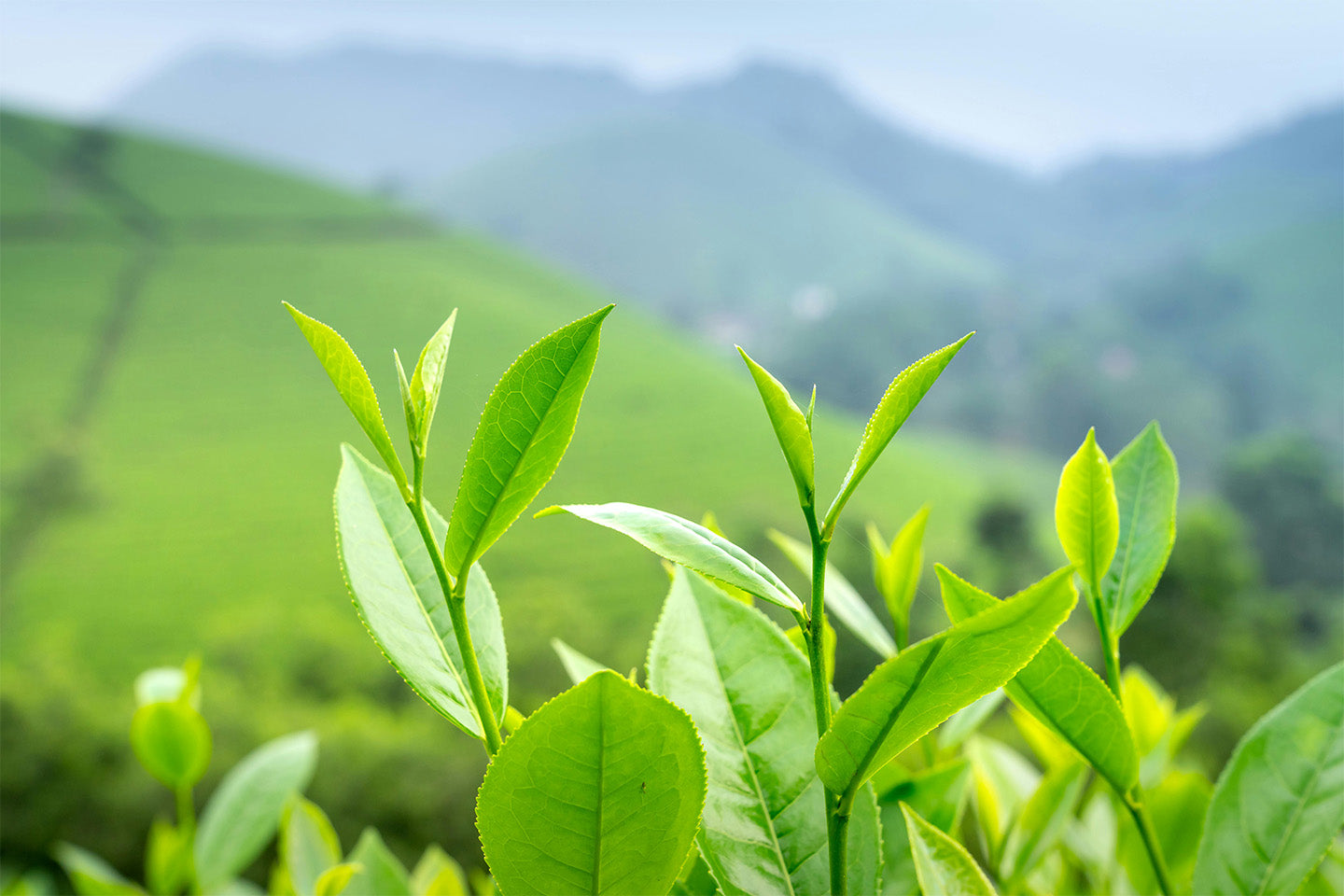 LP sleep gummies nestled among fresh green leaves, promoting restful sleep through plant-based wellness.