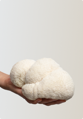 FOCL hero product displayed on natural material - promoting wellness benefits like sleep, calm, and focus.