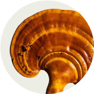 Spiral image representing FOCL's holistic approach to wellness through plant-based supplements for improved focus and calm.