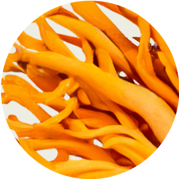 Indg plant-based supplement capsules - vibrant yellow and orange hues - promoting calm, focus, and sleep support.