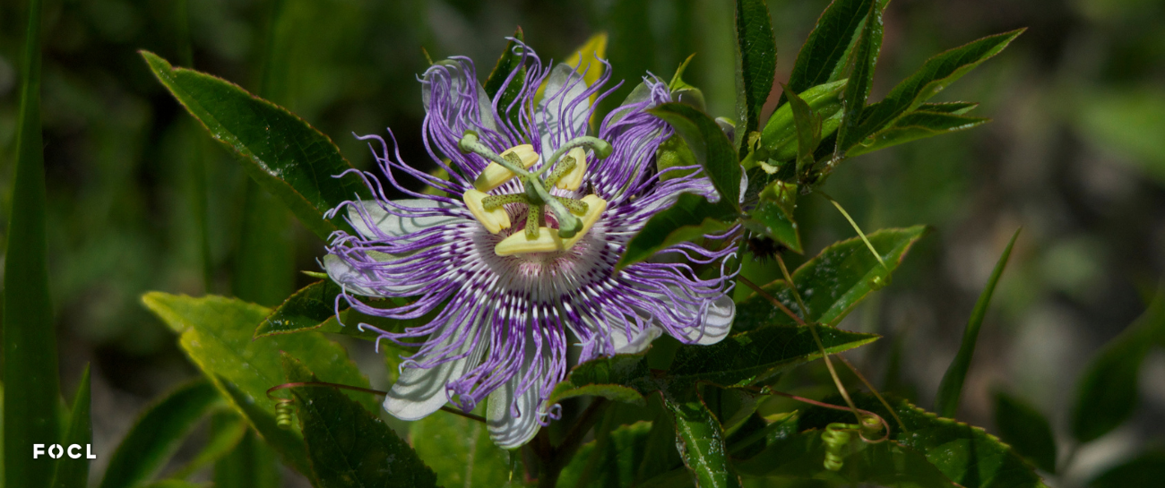 Passion Flower For Sleep: Nature’s Soothing Remedy