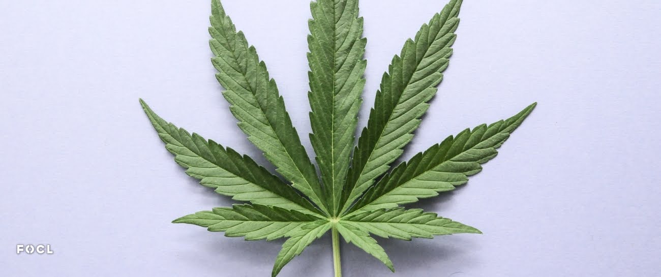 THCA vs. Delta-9: Every Difference You Need To Know