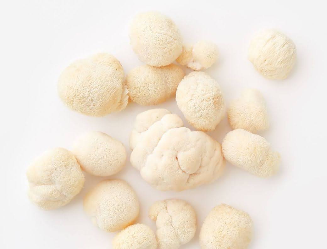 Lion’s Mane