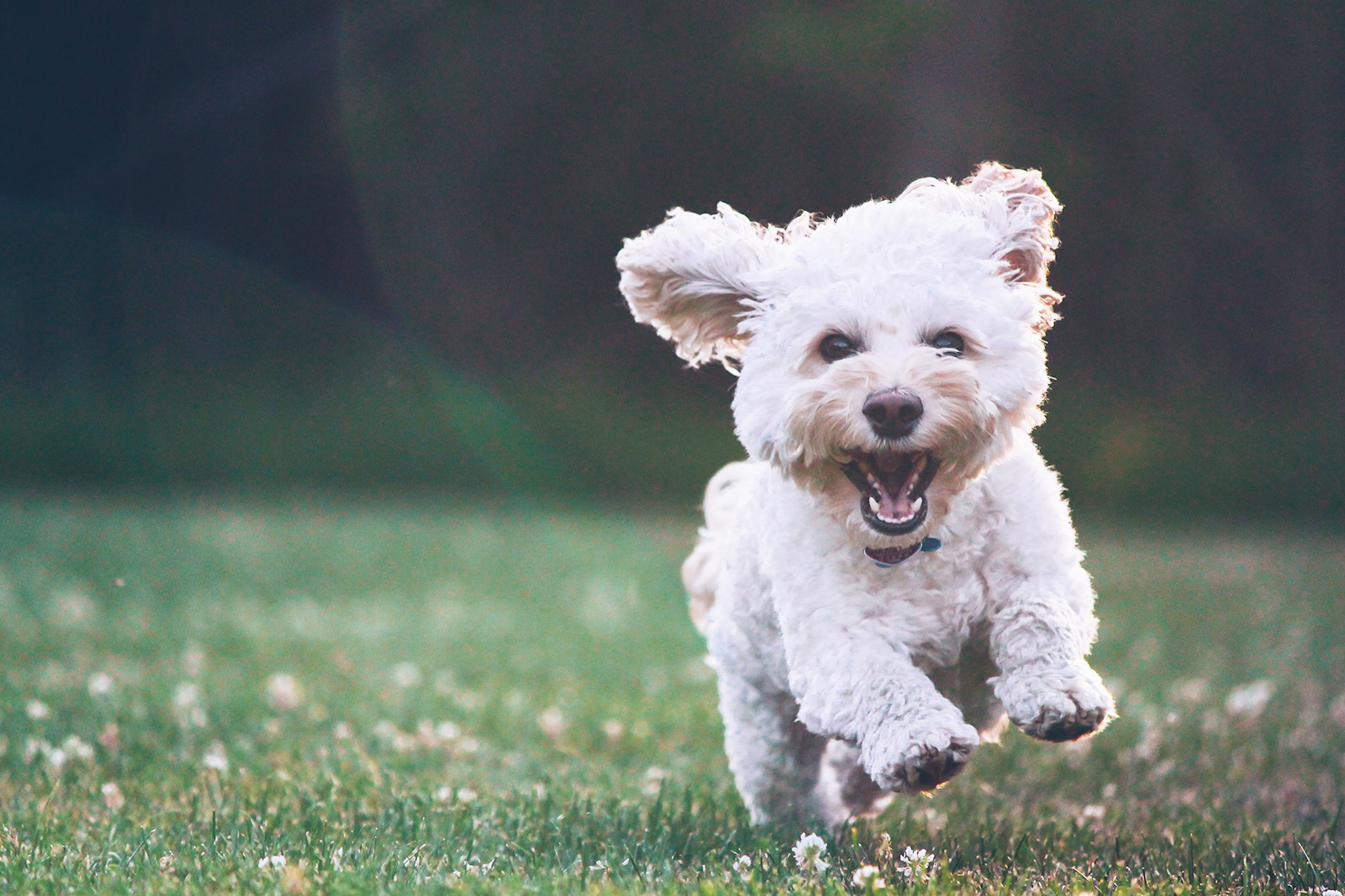 Small dog running happy through a grass field.
