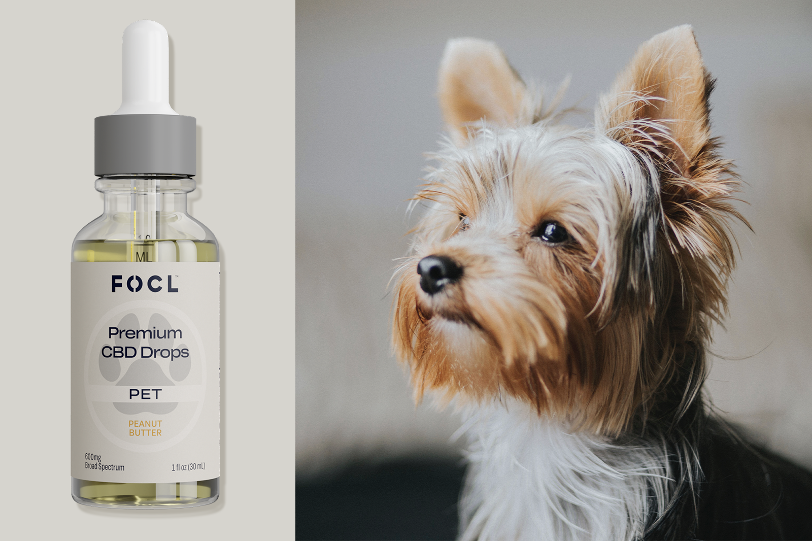 Bottle of FOCL Premium CBD Drops and a yorkie.