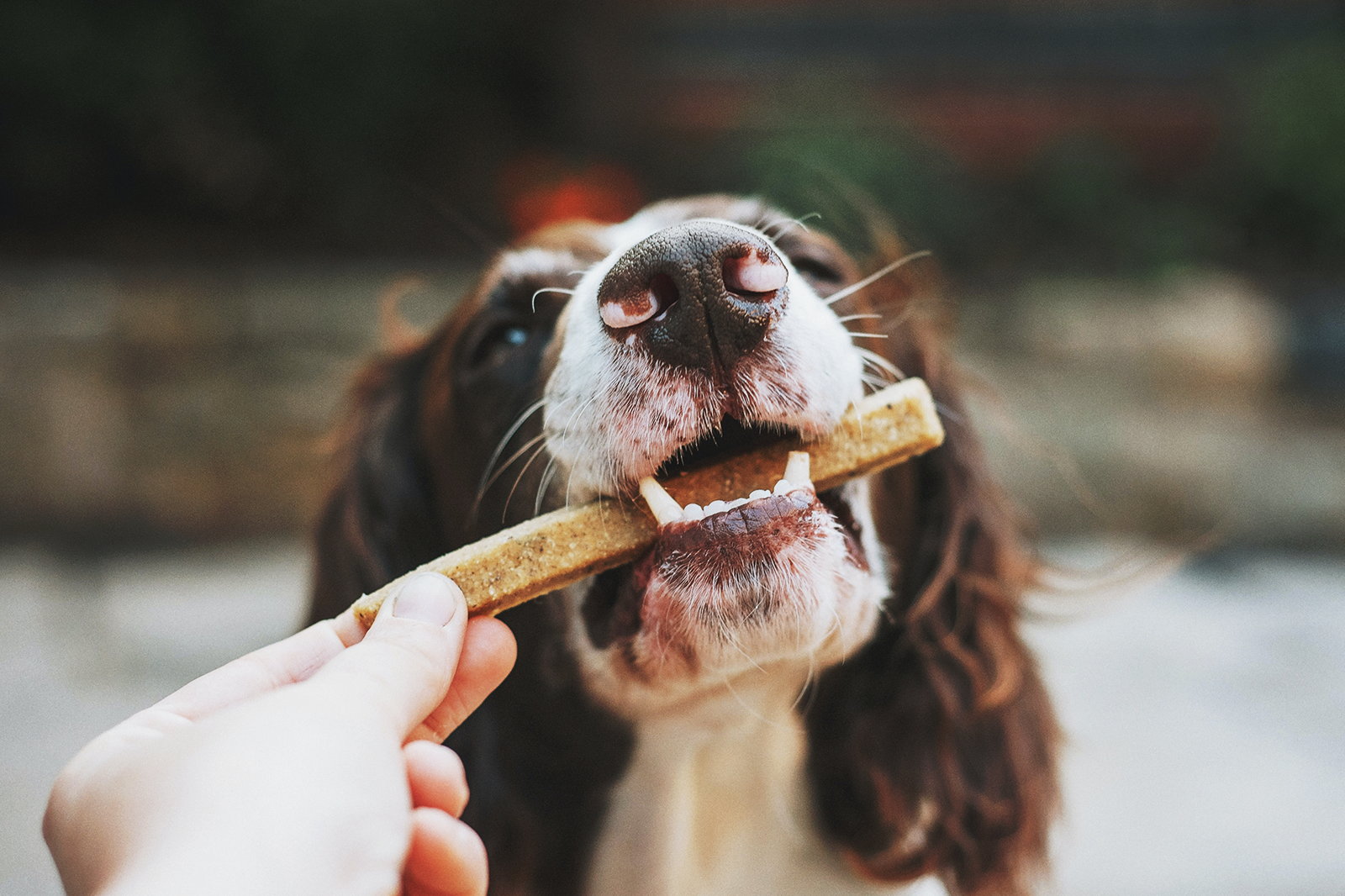 Person holds a dog treat while the dog bites it.