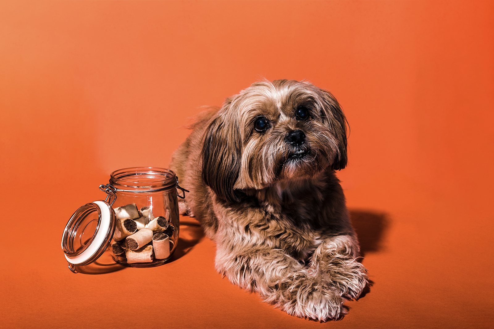 Dog laying down next to a mason jar with dog treats inside.