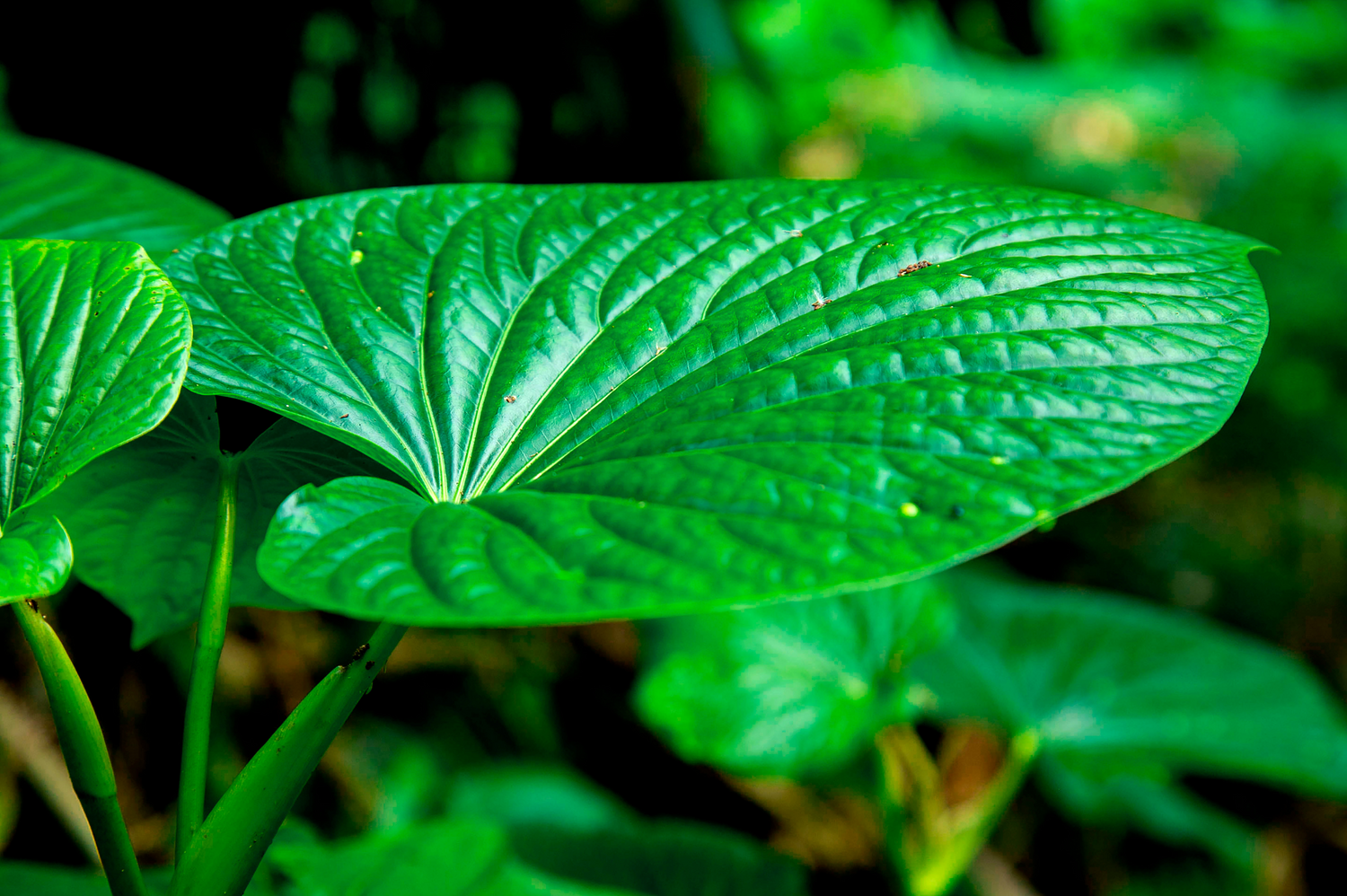 Kava: benefits, uses, and history