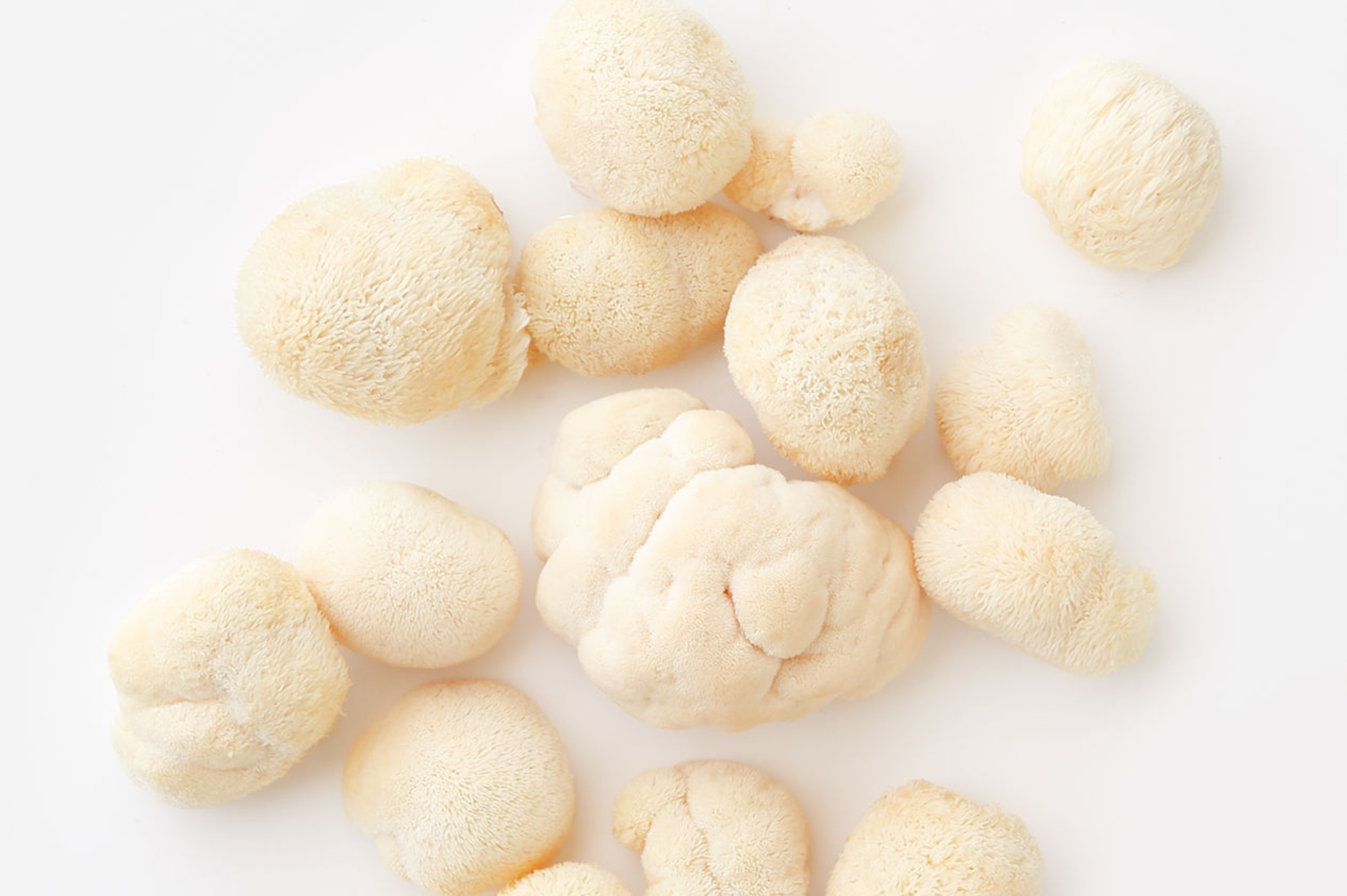  Lion's Mane Mushroom