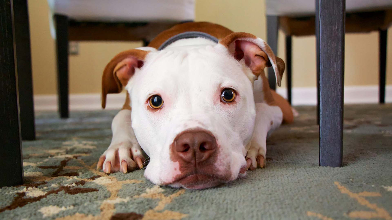 Dog with white face and paws lying on a carpet looking at the camera.
