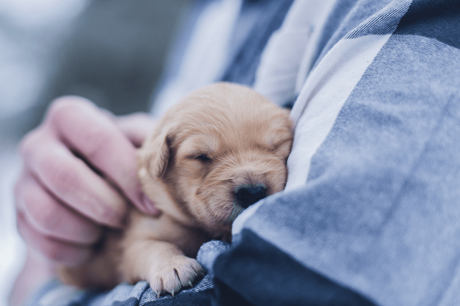 CBD Oil for Puppies to Sleep - FOCL