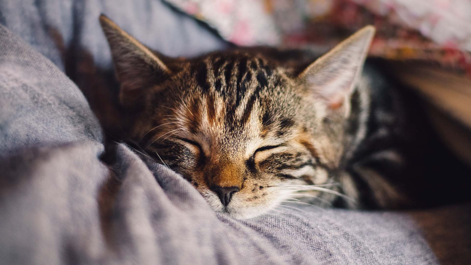 a cute tabby cat sleeping peacefully on a gray sheet