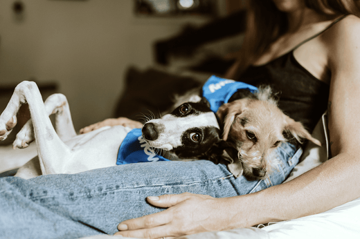 Does CBD Help Dogs Sleep at Night? - FOCL