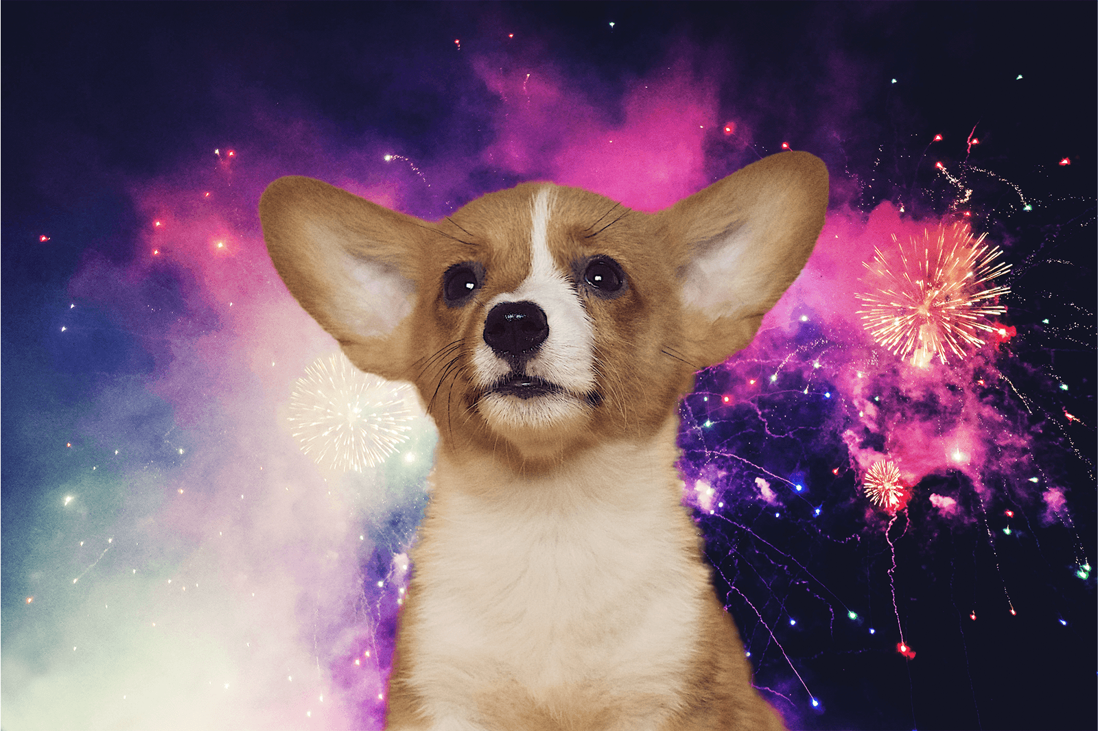 Does CBD Help Dogs with Fireworks? - FOCL