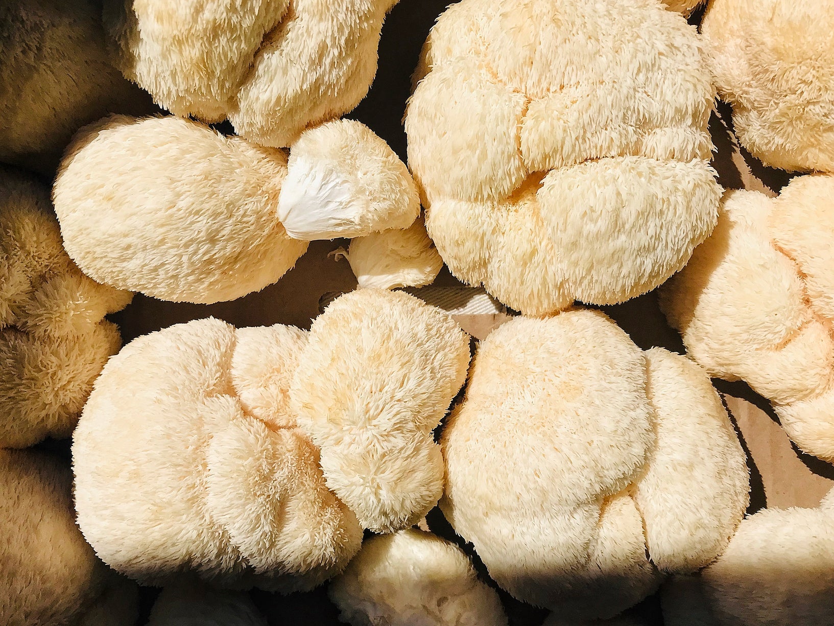 Fad or Fact? The Inside Scoop on Lion’s Mane - FOCL