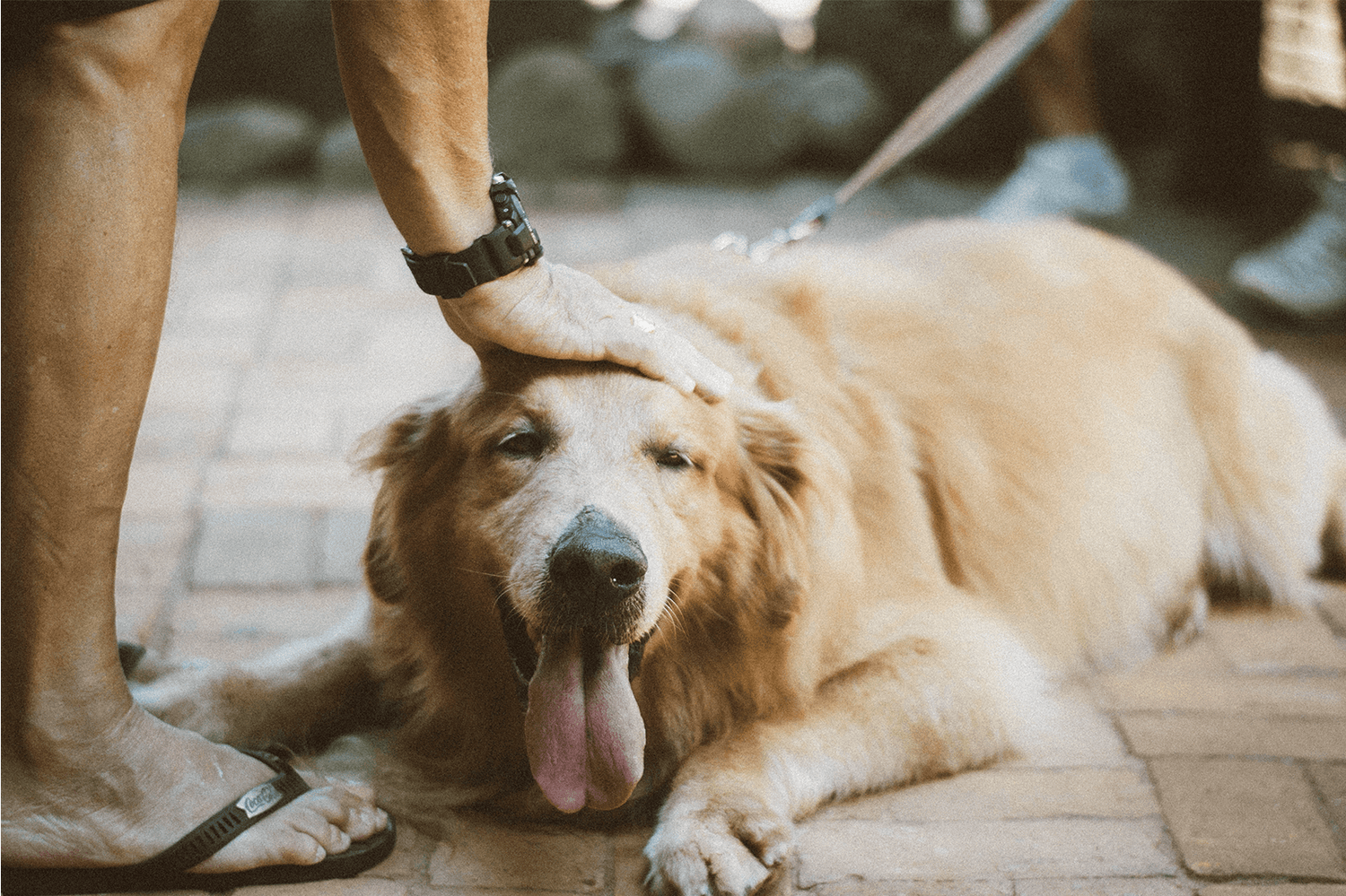 Is it OK to Give My Dog CBD Oil? - FOCL