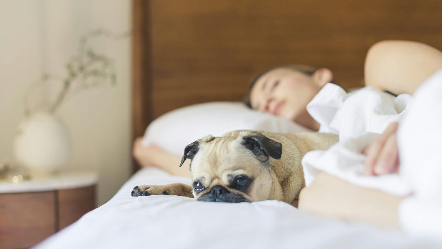 a woman asleep in bed with a dog