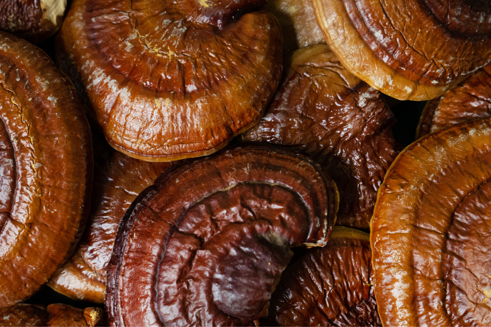 Benefits, uses, and history of reishi mushrooms