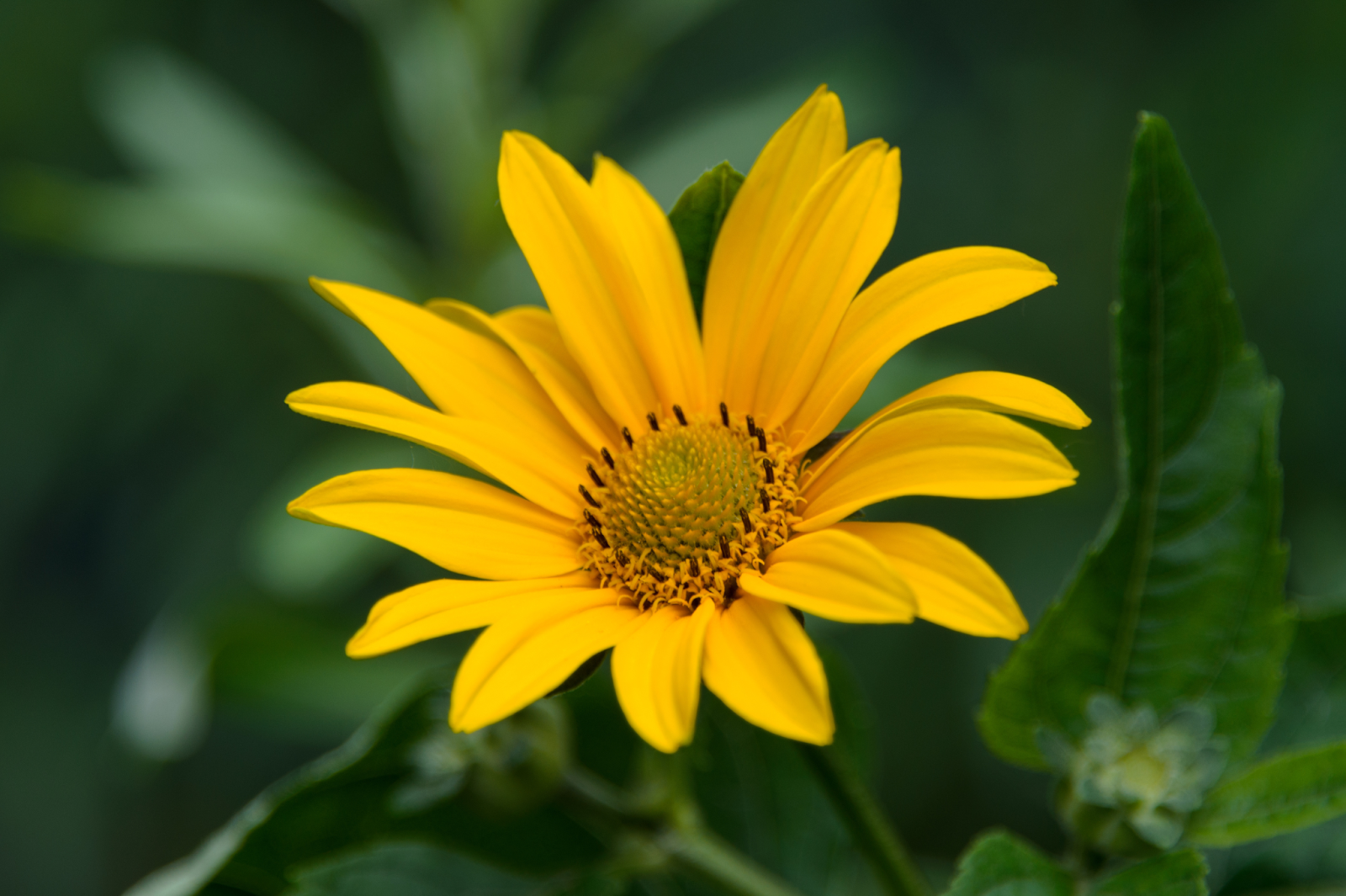 Arnica: Benefits, Uses, And History