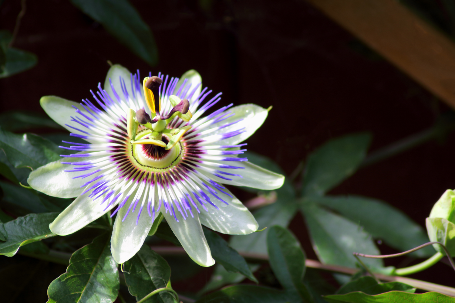 Passion Flower