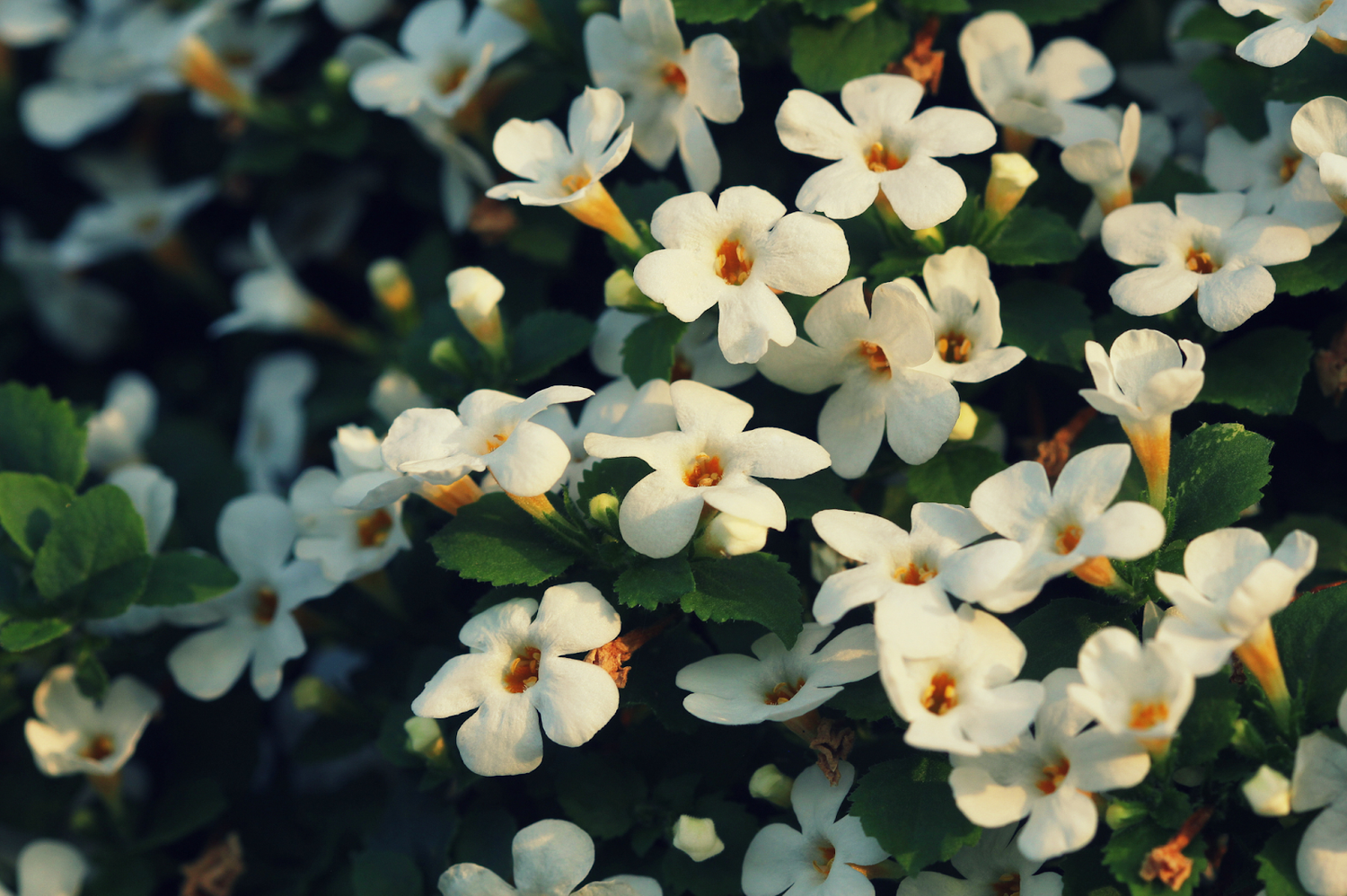 Bacopa Monnieri