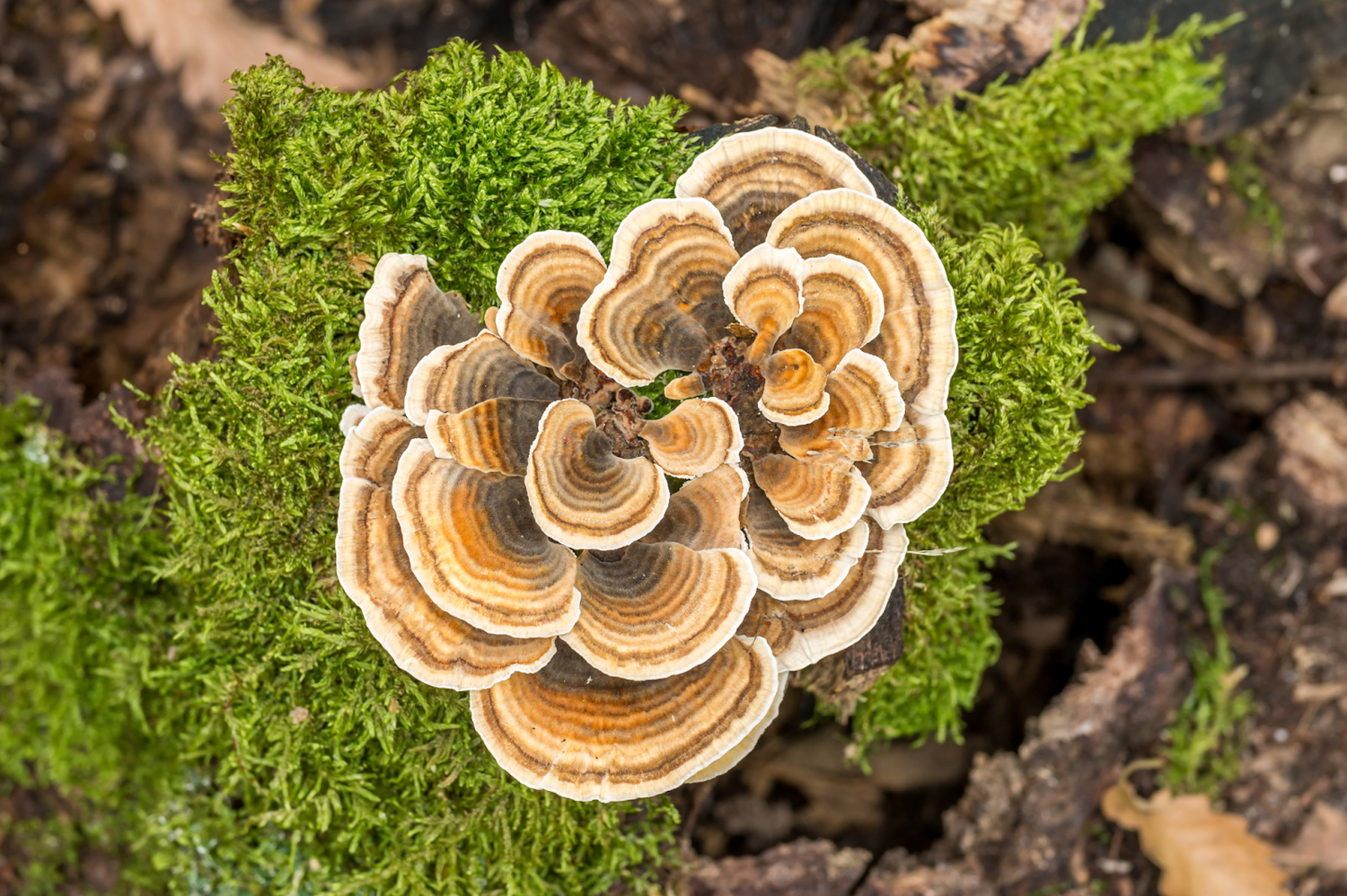 Turkey Tail Mushroom: Benefits, Uses, And History