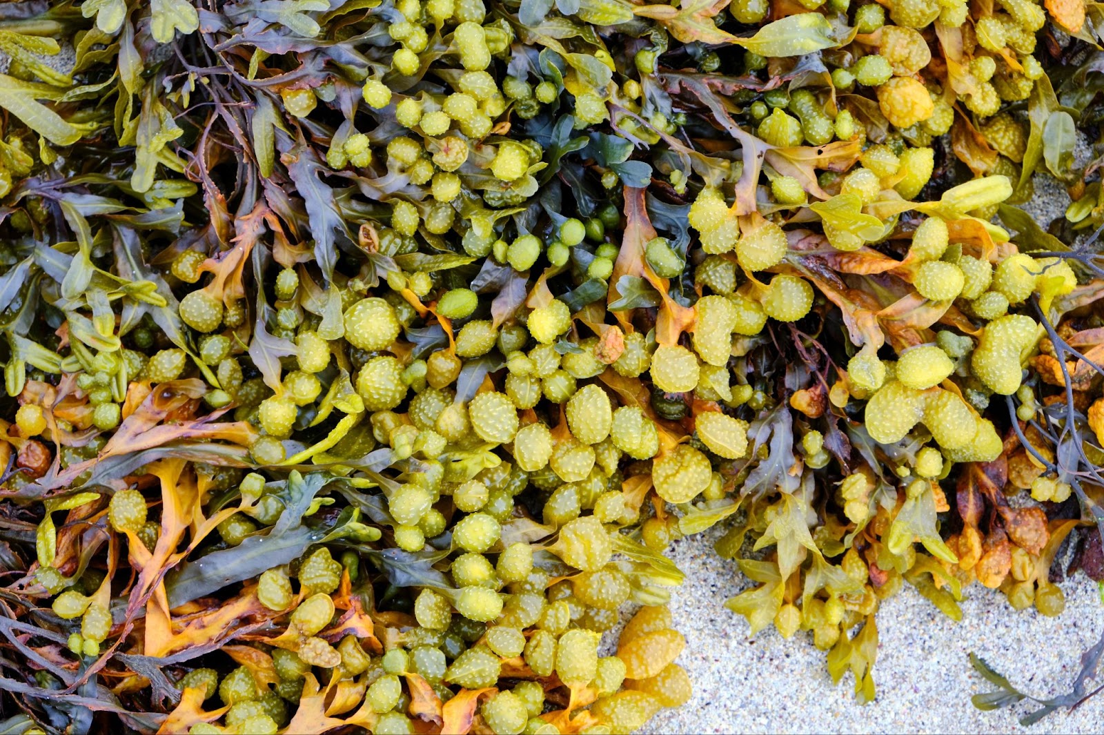 Benefits, uses, and history of Bladderwrack