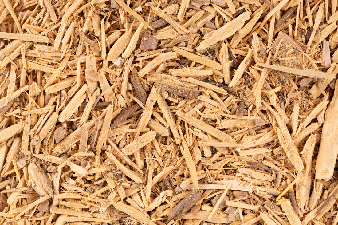 Muira Puama Benefits Learn About the Wellness Ingredient FOCL