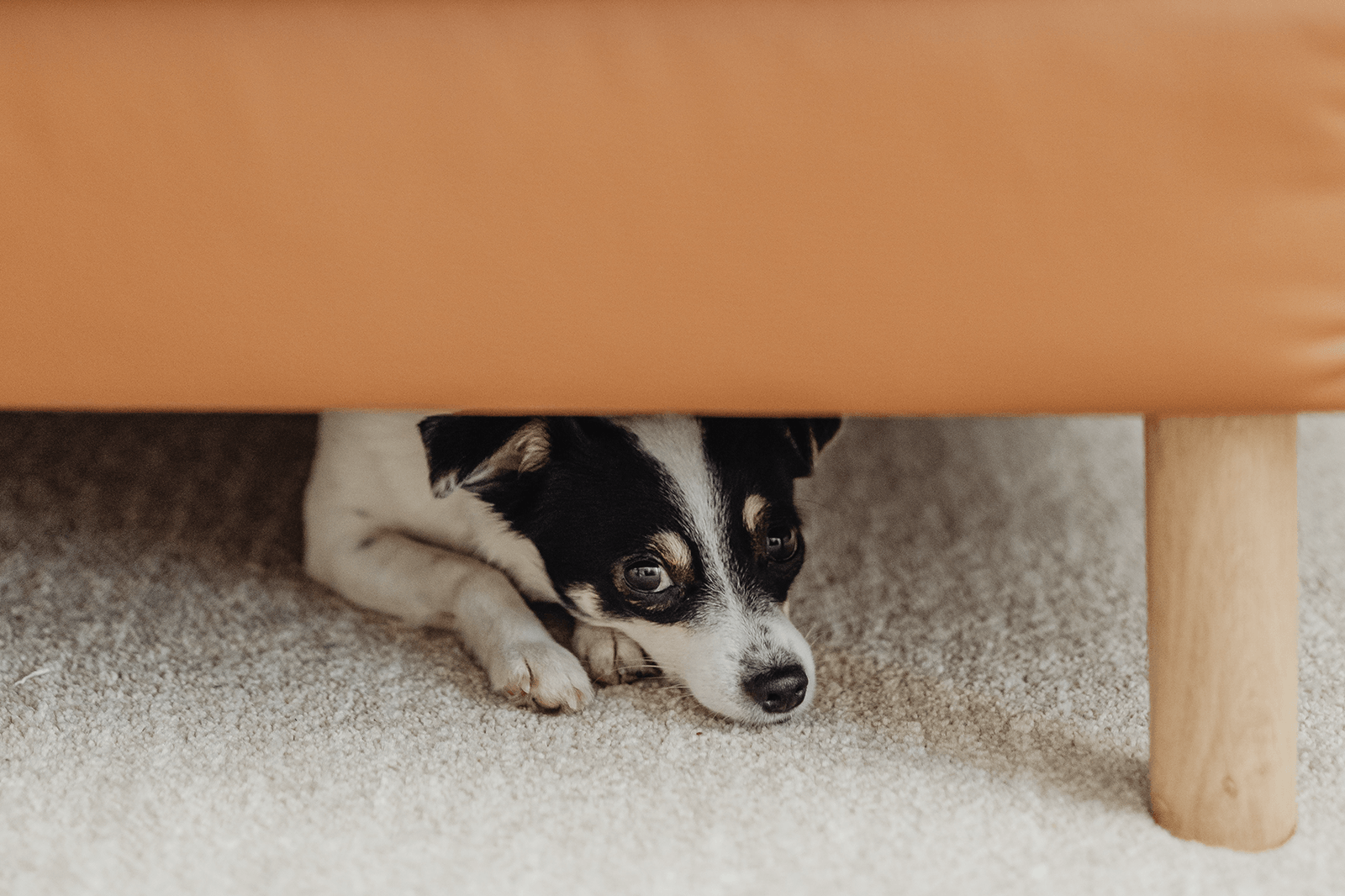 What Causes Anxiety Attacks in Dogs - FOCL