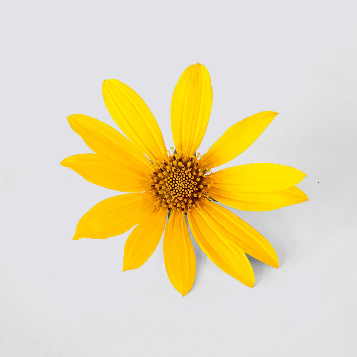 ingredient arnica